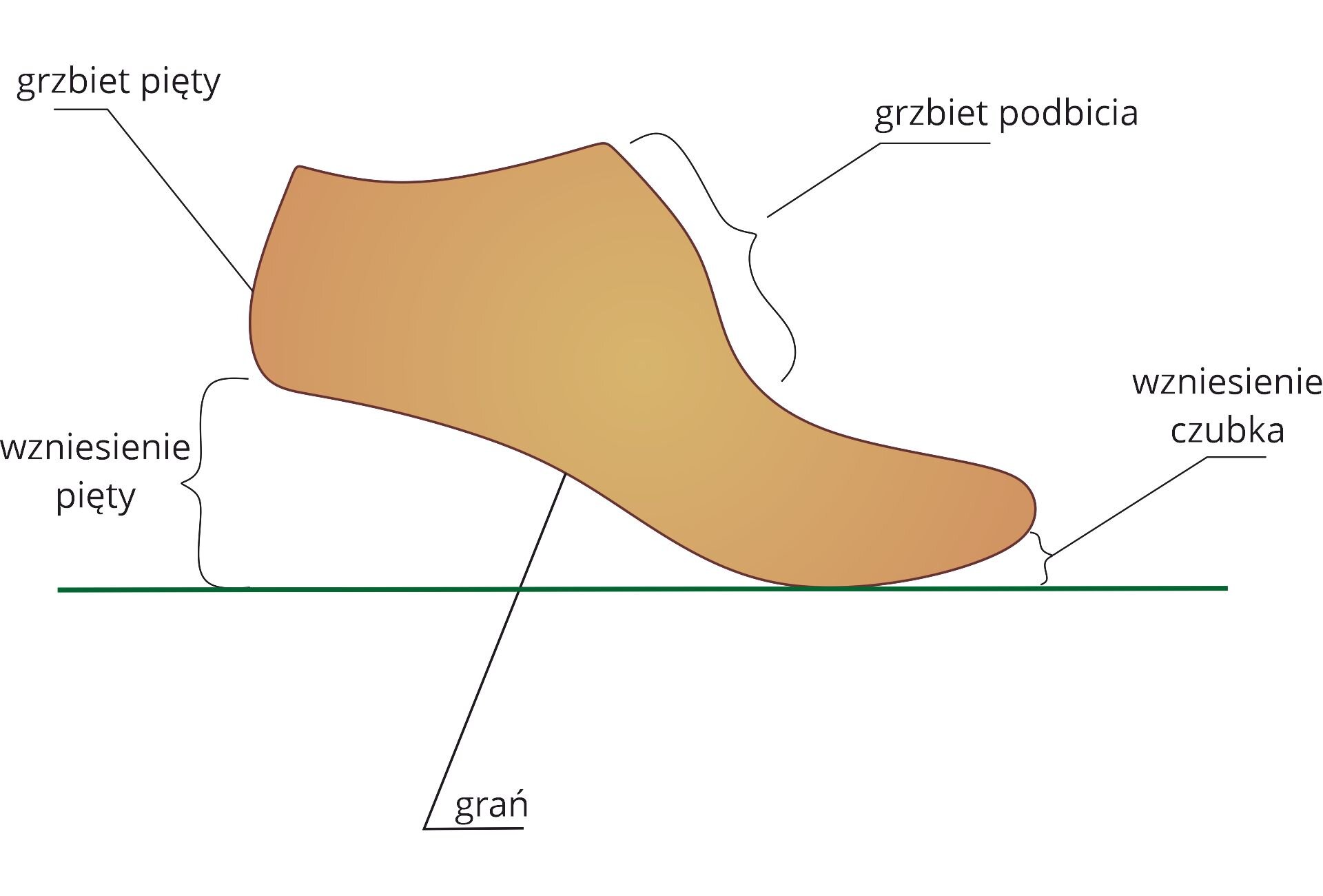 Grafika przedstawia schemat kopyta klinowego w bocznym przekroju, wyróżniając grzbiet pięty, grzbiet podbicia, wzniesienie czubka, wzniesienie pięty i grań.
