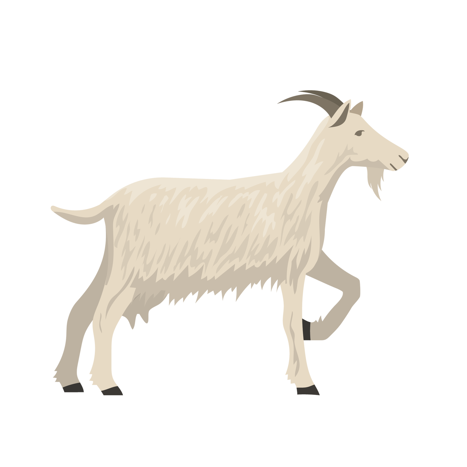 Ilustracja przedstawia kozę. Jest to zwierzę, które ma ciało pokryte białym futrem, krótki ogonek, krótkie sterczące uszy, dwa krótkie rogi i cztery nogi zakończone kopytami.
