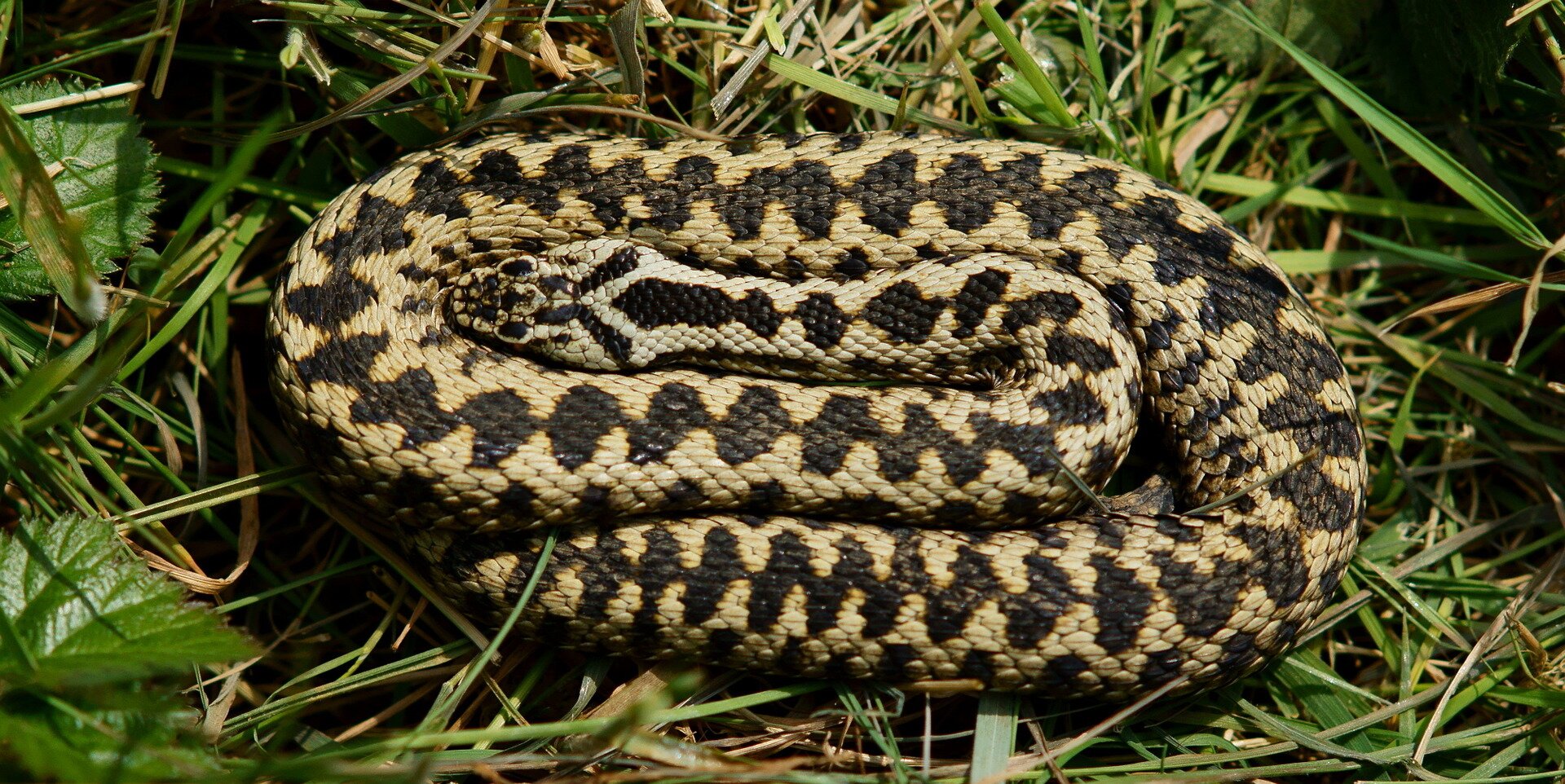 Fotografia przedstawia grubą, zwiniętą brązową żmiję, leżącą na trawie. Ma trójkątną głowę. Na ciele żmii zygzakowaty wzór z jasno- i ciemnobrązowych łusek.