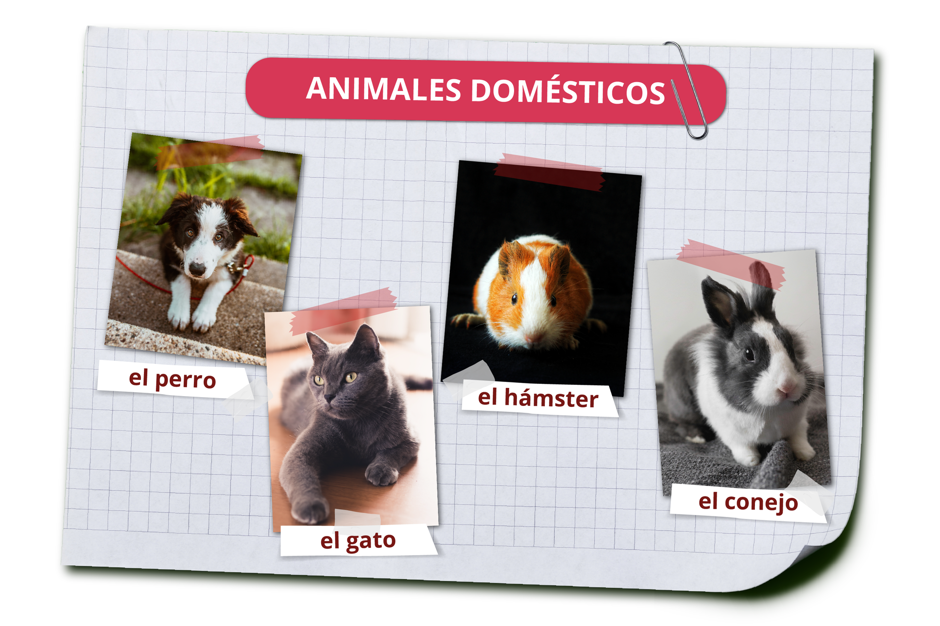 Grafika zawiera nagłówek ANIMALES DOMÉSTICOS. Pod spodem widoczne są zdjęcia zwierząt i ich hiszpańskie nazwy. Pies el perro. Kot el gato. Chomik el hámster. Królik el conejo.