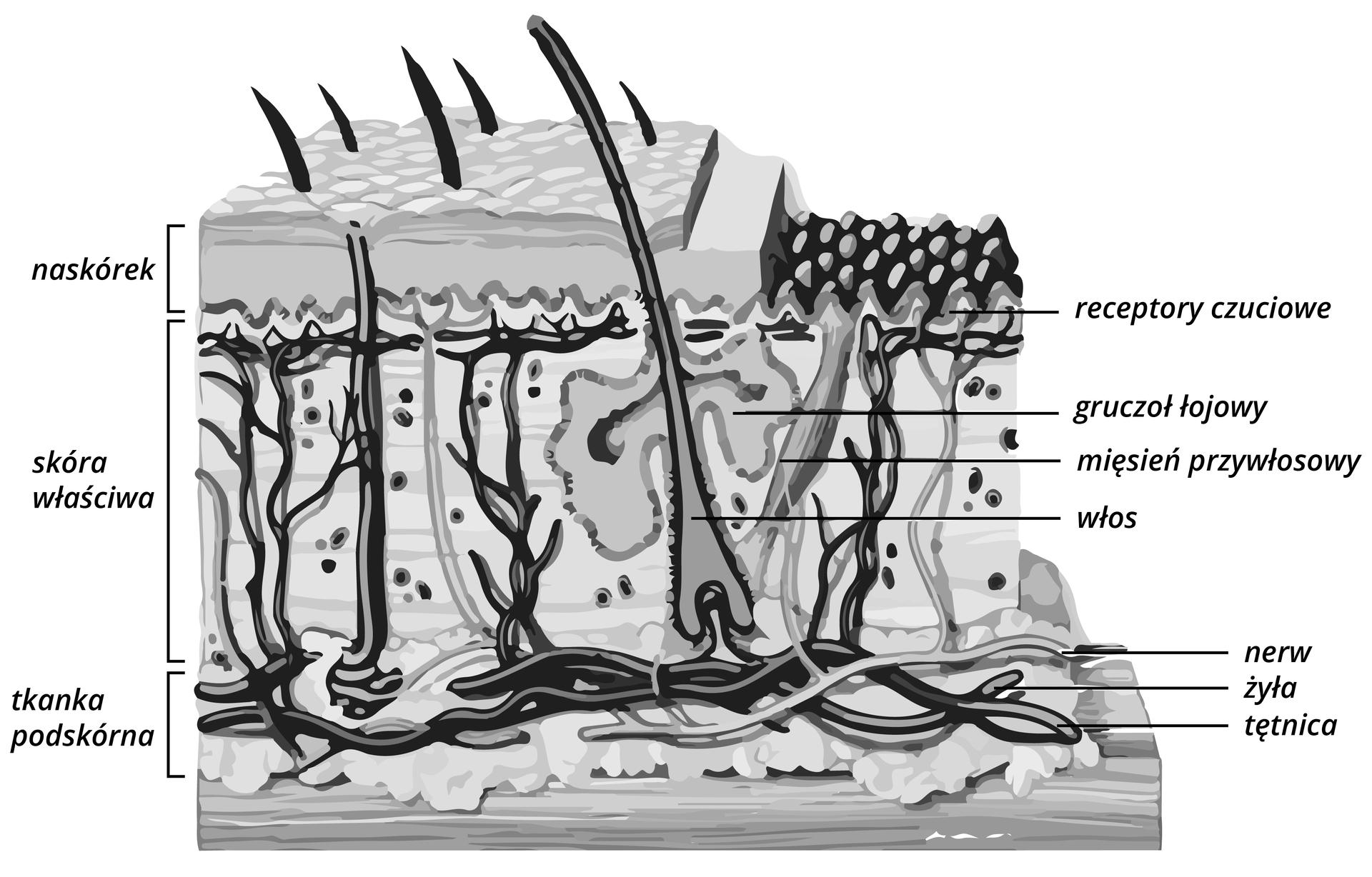 Grafika przedstawia schemat przekroju skóry. Najniższa warstwa to tkanka podskórna, widoczne są podłużne, wijące się kształty, oznaczające nerw, żyłę i tętnicę. Kolejna, najgrubsza warstwa to skóra właściwa. Widoczne są pionowo ustawione korzenie i podłużne kształty. Oznaczają one gruczoł łojowy, mięsień przywłosowy i włos. Najwyższa, wierzchnia warstwa to naskórek. Widoczna zbita warstwa, dalej odsłonięte grudki, opisane jako receptory czuciowe.
