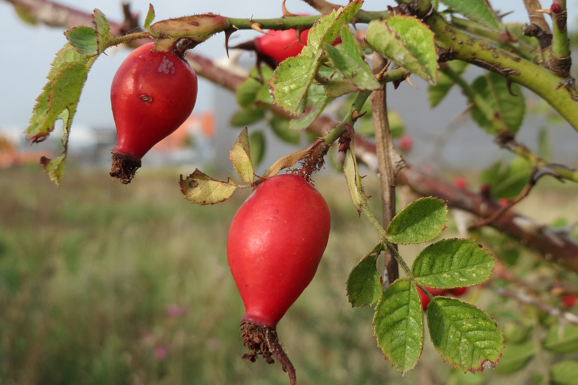 Na planszy przedstawiona jest Dzika róża. Widoczna jest cienka, zielona gałązka z cierniami i dużymi, owalnymi, łopatkowatymi, postrzępionymi liśćmi i pojedynczymi czerwonymi, okrągłymi owocami.