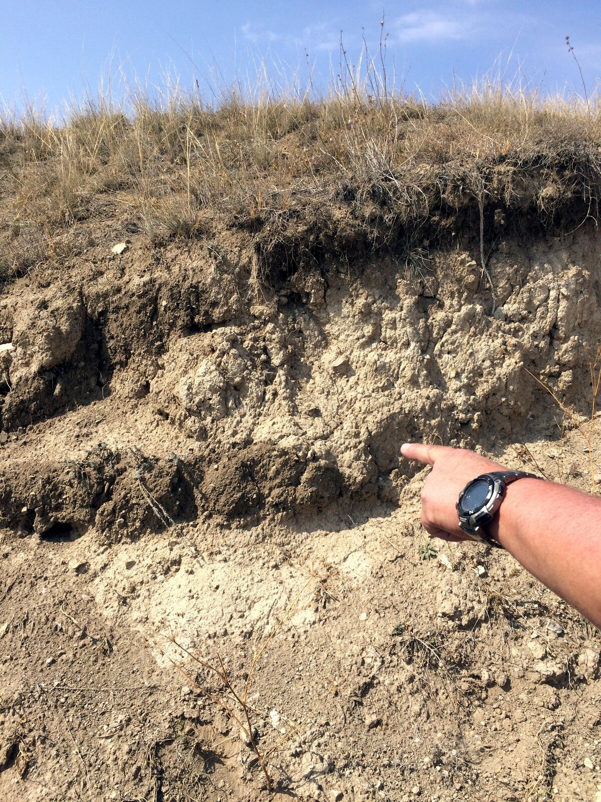 Na zdjęciu znajduje się profil gleby. Od góry pokryty jest suchą trawą. Pod trawą znajdują się warstwy o sporym uziarnieniu, wyglądające na suche. Są jasnobrązowe, z kilkoma pasmami ciemniejszymi. W prawym dolnym rogu zdjęcia znajduje się czyjaś ręka, z zegarkiem na nadgarstku. Ręka wskazuje palcem na środek profilu glebowego.