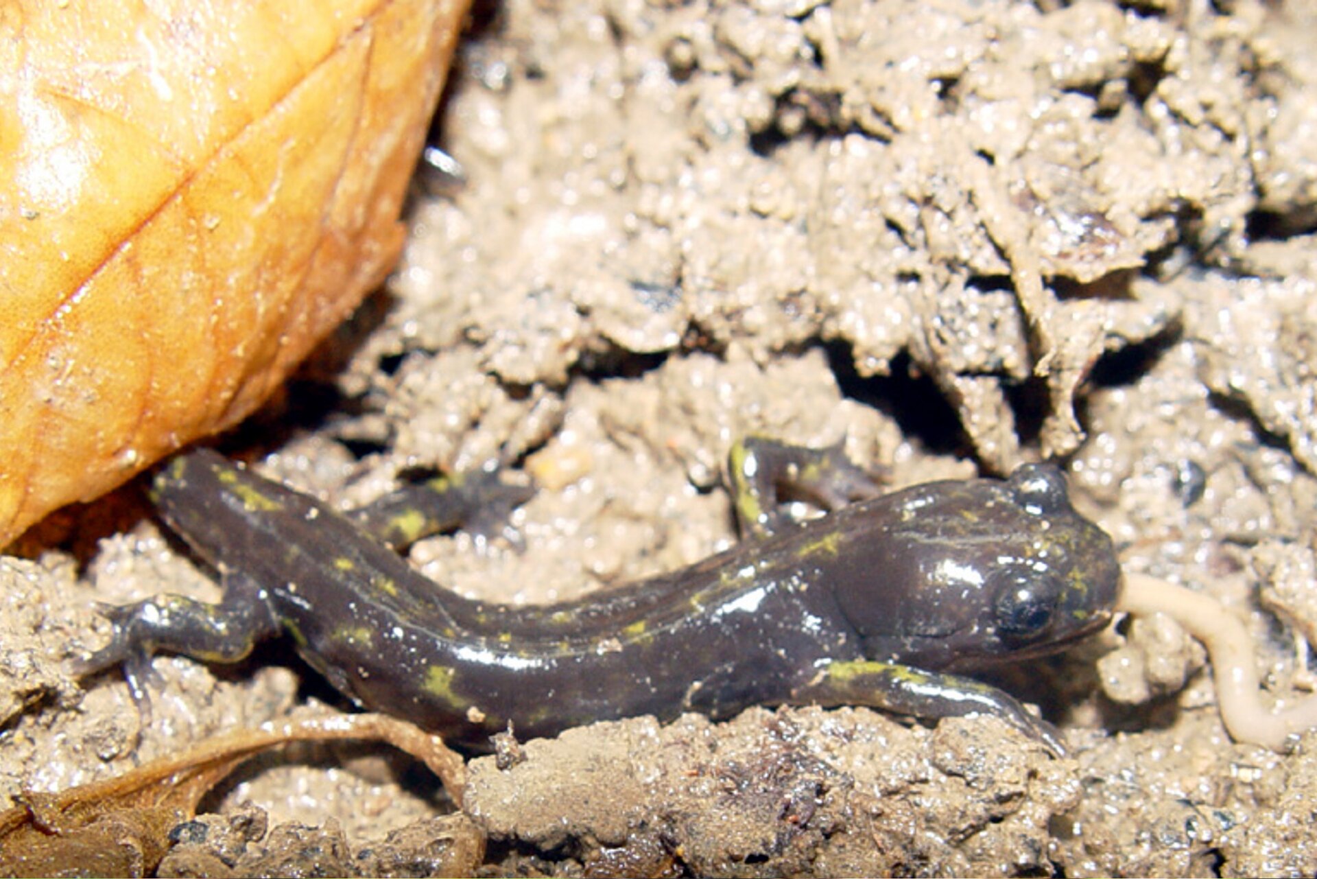 Ilustracja przedstawia salamandrę gruzińską siedzącą na błotnym podłożu. Salamandra ma ciało nakrapiane żółtymi kropkami.
