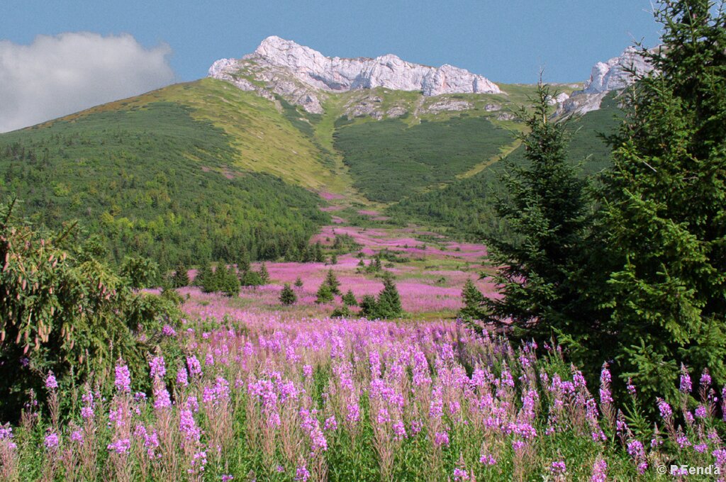 Widok gór Karpat. Na pierwszym planie widać łąkę z fioletowymi kwiatami, która ciągnie się do połowy zdjęcia. Następnie są zielone drzewa i krzewy. W oddali ostre szczyty gór, pokryte śniegiem. Na górze zdjęcia błękitne niebo.