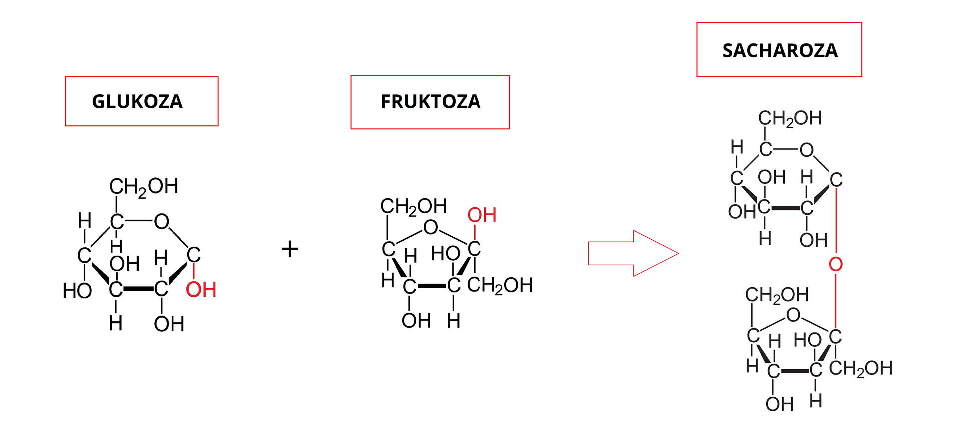 Na ilustracji ukazano równanie reakcji glukozy i fruktozy, w wyniku której powstaje sacharoza. Cząsteczka glukozy ma kształt sześciokąta, w jego pięciu rogach znajdują się atomy węgla C, a w jednym — atom tlenu O. Od czterech atomów węgla odchodzą po dwa wiązania pojedyncze, przy jednym z nich znajduje się jeden atom wodoru H, a przy drugim — grupa OH. Jedna z grup OH, znajdująca się przy atomie węgla najdalej z prawej strony, została oznaczona kolorem czerwonym. Od jednego atomu węgla, znajdującego się na lewo od atomu tlenu odchodzą dwa wiązania pojedyncze, przy jednym z nich znajduje się jeden atom wodoru H, a przy drugim — grupa CH2OH. Następnie jest znak plus, a potem wzór cząsteczki fruktozy, który ma kształt pięciokąta. W jego czterech rogach znajdują się atomy węgla C, a w jednym — atom tlenu O. Od dwóch atomów węgla odchodzą po dwa wiązania pojedyncze, przy jednym z nich znajduje się jeden atom wodoru H, a przy drugim — grupa OH. Od jednego atomu węgla, znajdującego się na lewo od atomu tlenu odchodzą dwa wiązania pojedyncze, przy jednym z nich znajduje się jeden atom wodoru H, a przy drugim — grupa CH2OH. Od jednego atomu węgla, znajdującego się na prawo od atomu tlenu odchodzą dwa wiązania pojedyncze, przy jednym z nich znajduje się grupa OH, oznaczona kolorem czerwonym, a przy drugim — grupa CH2OH. Dalej znajduje się czerwona strzałka w prawo, a dalej wzór cząsteczki sacharozy, który zbudowany jest z cząsteczki glukozy, znajdujące się na górze i cząsteczki fruktozy, znajdującej się na dole. Połączone są one ze sobą w miejscach, gdzie znajdowały się czerwone grupy OH, ale zamiast nich znajduje się jeden czerwony atom tlenu O.