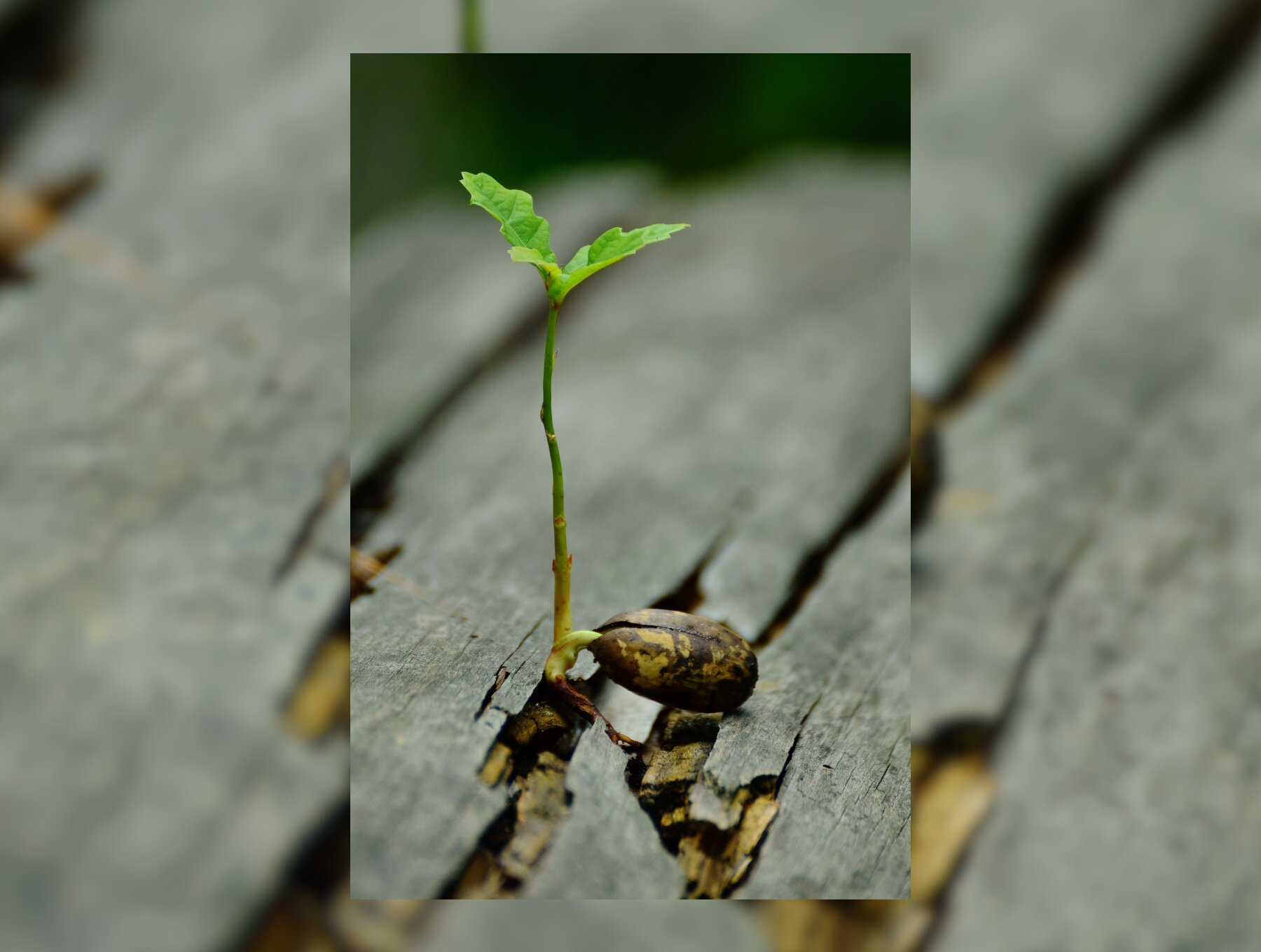 Zdjęcie przedstawia małą roślinę, która wyrasta ze szpary drewnianej deski.