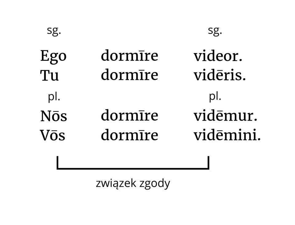 Ilustracja przedstawia czarno‑biały schemat budowy zdania łacińskiego, w którym występuje konstrukcja nominativus cum infinitivo z podmiotem zaimkowym. Przytoczone zostały dwa zdania w liczbie pojedynczej i dwa w liczbie mnogiej. Zdania w liczbie pojedynczej: Ego dormire videor. Tu dormire videris. Zdania w liczbie mnogiej: Nos dormire videmur. Vos dormire videmini. Zaznaczono związek zgody między podmiotami w formie zaimków: ego, tu, nos, vos i odpowiadającymi im orzeczeniami: videor, videris, videmur, videmini.