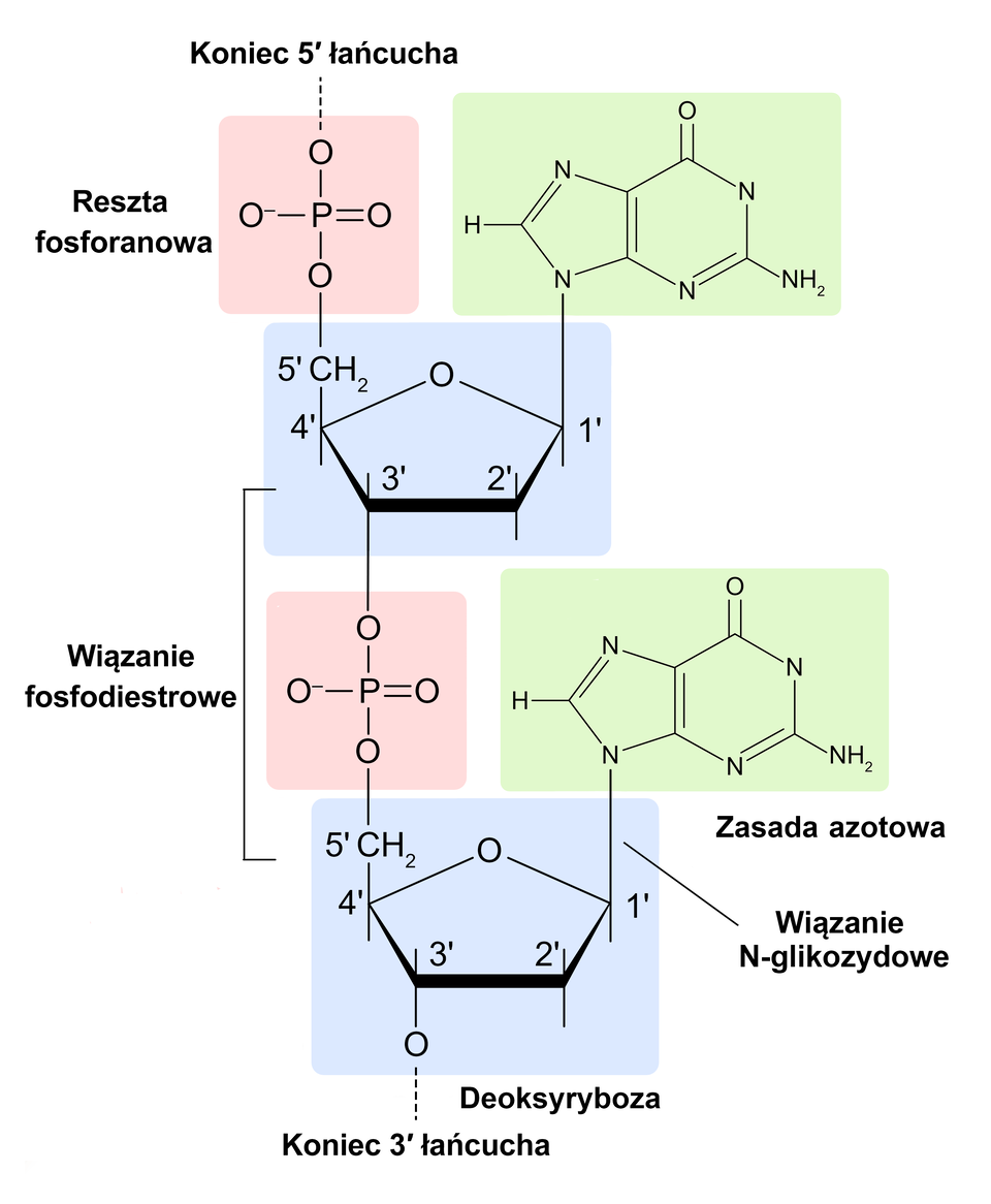 Grafika przedstawia budowę polinukleotydu. Pojedynczy nukleotyd składa się z reszty kwasu fosforowego pięć połączonego wiązaniem estrowym z pierścieniem deoksyrybozy. Pięciowęglowa deoksyryboza połączona jest wiązaniem N‑glikozydowym z zasadą azotową.   Poszczególne nukleotydy w łańcuchu polinukleotydowym połączone są ze sobą za pomocą wiązania fosfodiestrowego występującego pomiędzy resztą kwasu fosforowego pięć jednego z nich a pierścieniem deoksyrybozy drugiego.  Na grafice oznaczono koniec 3 prim łańcucha znajdujący się przy cukrze, oraz koniec 5 prim znajdujący się przy reszcie fosforanowej. 