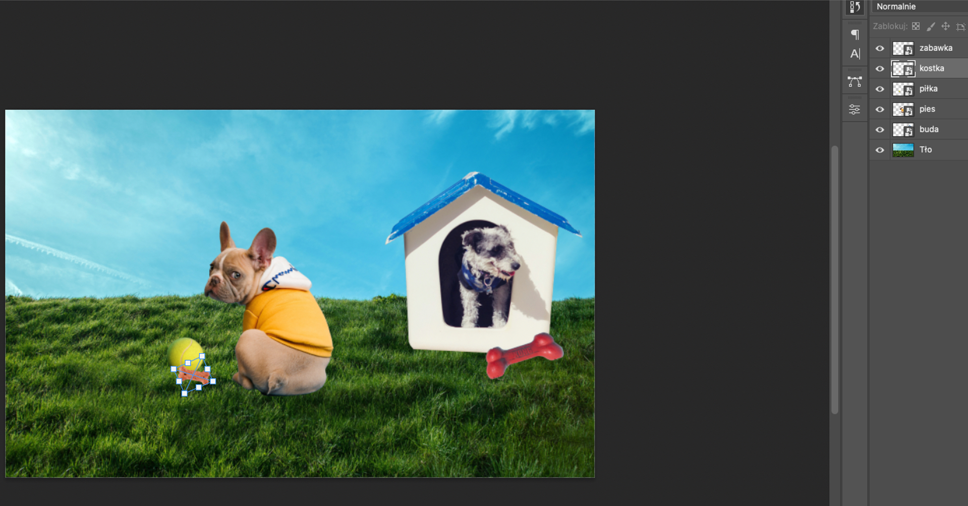 Ilustracja przedstawia okno programu. W obszarze roboczym jest prostokąt. Wypełnia go zdjęcie trawy z błękitnym niebem. Po prawej stronie zdjęcia jest buda, z której łeb wystawia mały pies. Buda jest biała, ma niebieski dach. Po jej prawej stronie na dole znajduje się mała kość - zabawka. Po lewej stronie budy siedzi buldog francuski. Ma na sobie psie ubranko. Jego łeb jest po lewej stronie, patrzy na obserwatora. Poniżej psa na trawie leży piłka tenisowa, a przy niej kość - smaczek. Kość jest otoczona kwadratową ramką. Na krawędziach kwadratu są małe białe kwadraty. Po prawej stronie jest panel dotyczący Warstw. Warstwami są kolejno: zabawka, piłka, pies, kostka, buda, tło. Zaznaczono kostkę. 