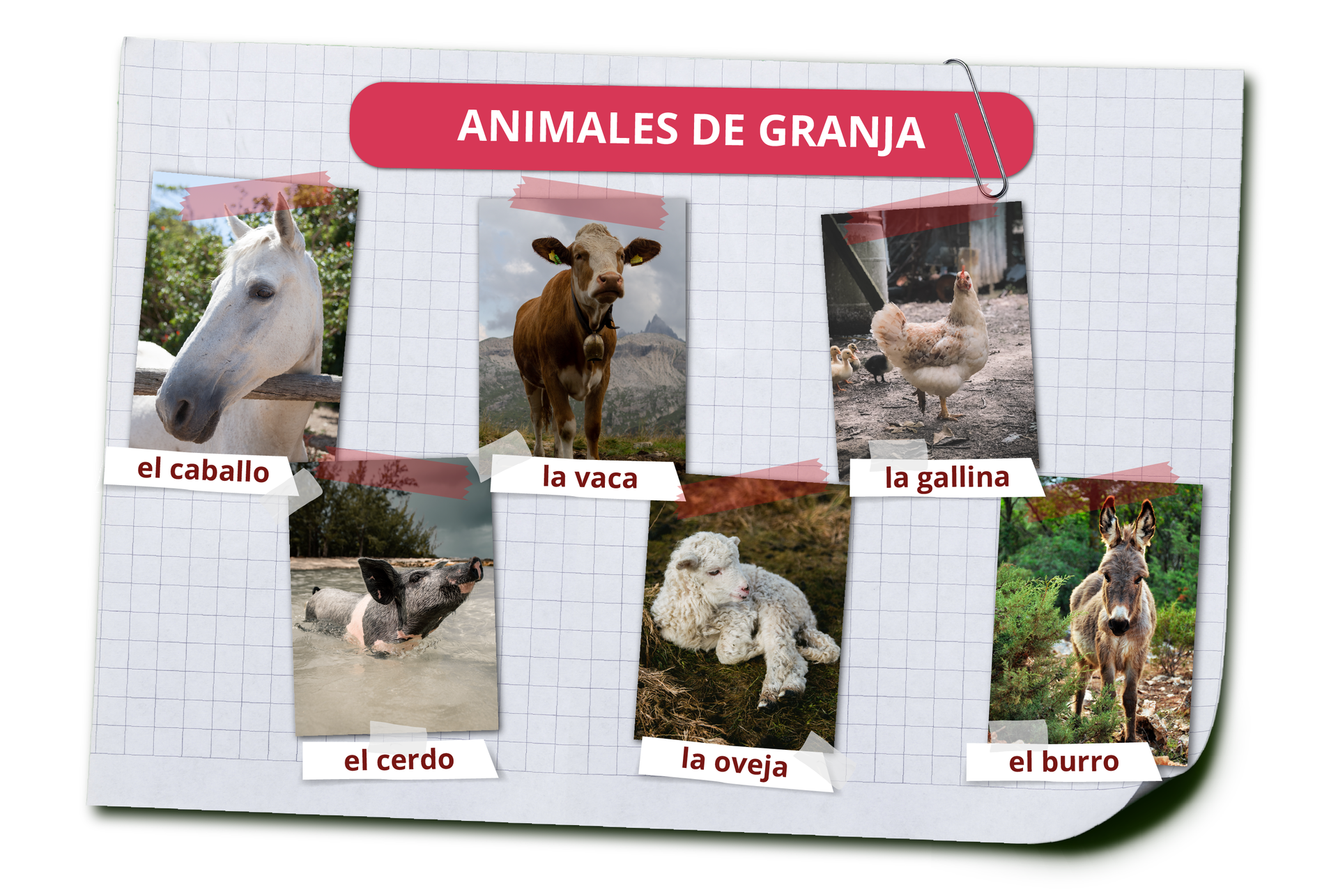 Grafika zawiera nagłówek ANIMALES DE GRANJA. Pod spodem widoczne są zdjęcia zwierząt i ich hiszpańskie nazwy. Koń el caballo. Świnia el cerdo. Krowa la vaca. Owca la oveja. Kura la gallina. Osioł el burro. 