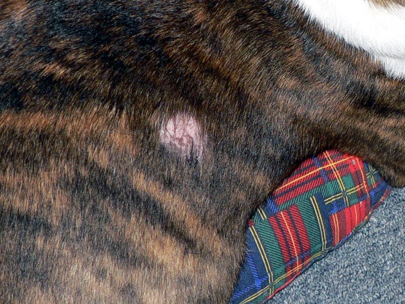 U zwierząt z obniżoną odpornością, obecnośćnużeńca psiego objawia się powstawaniemlokalnych przerzedzeń włosów, ścieńczeniemnaskórka i jego wzmożonym łuszczeniem sięw miejscach wyłysień.