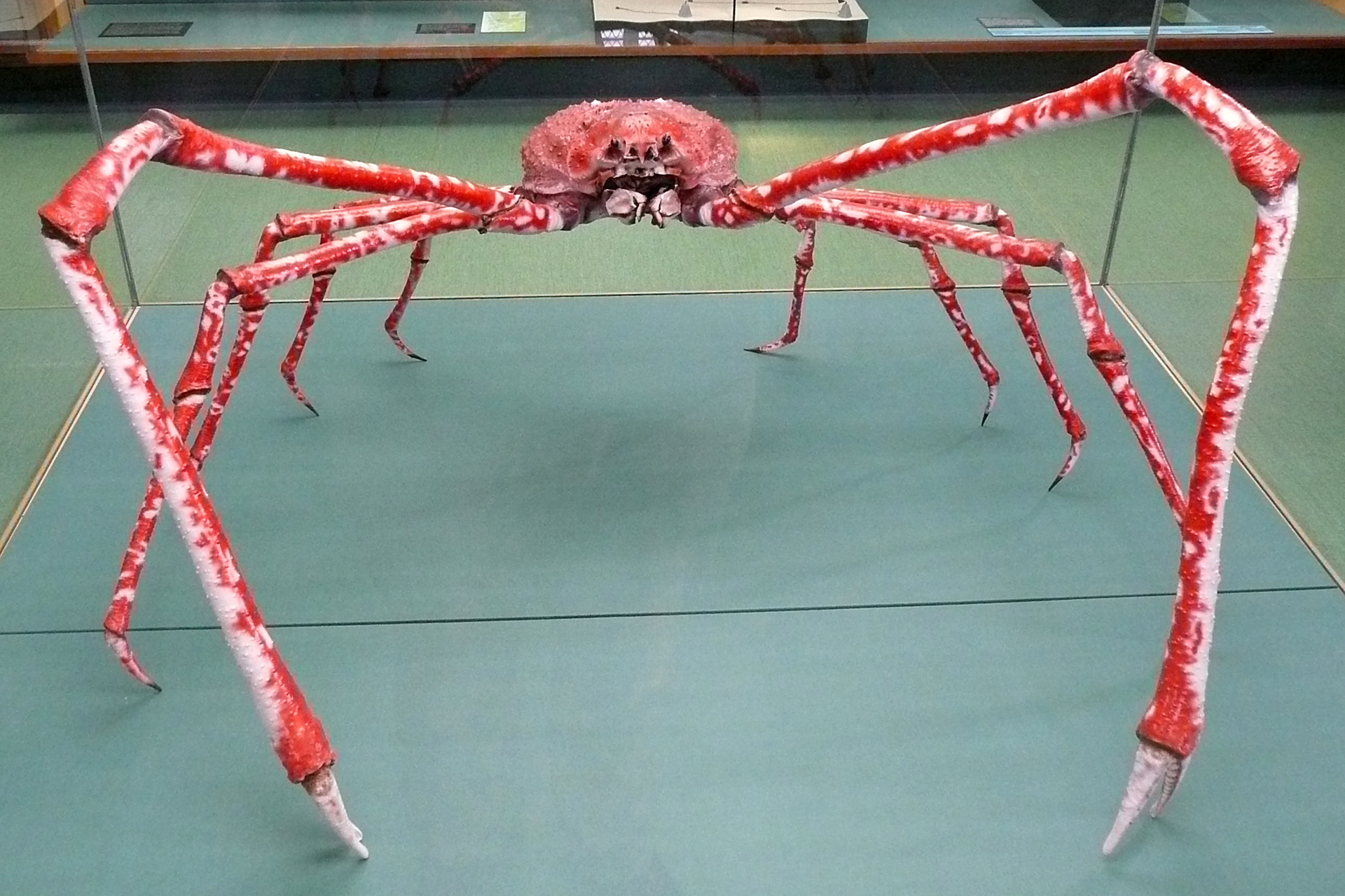 Fotografia przedstawia stojącego, czerwonego japońskiego kraba pacyficznego w gablocie. Ciało kraba jest małe i owłosione. Od tułowia odchodzą bardzo długie odnóża kroczne rozłożone na boki. Jest ich pięć par. Na pierwszej parze widać u dołu małe szczypce.