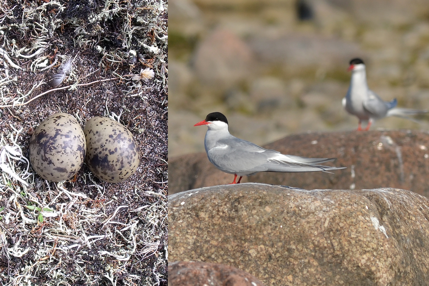 Dwie fotografie. Po lewej stronie fragment gniazda rybitwy popielatej z dwoma szarymi nakrapianymi jajami. Obok zdjęcie dwóch rybitw popielatych stojących na kamieniach. Każda ma czerwony dziób i nogi. Do połowy głowy czarne upierzenie.