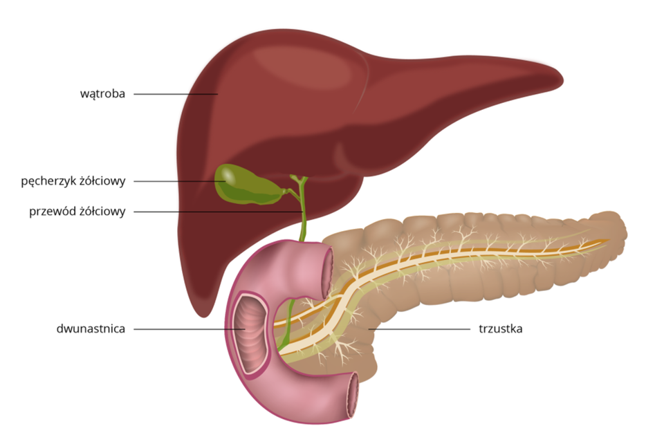 Grafika przedstawia położenie pęcherzyka żółciowego względem wątroby, trzustki i dwunastnicy. Pęcherzyk żółciowy znajduje się pod wątrobą. Przewód żółciowy dochodzi do dwunastnicy oraz trzustki, zlokalizowanych poniżej pęcherzyka. 