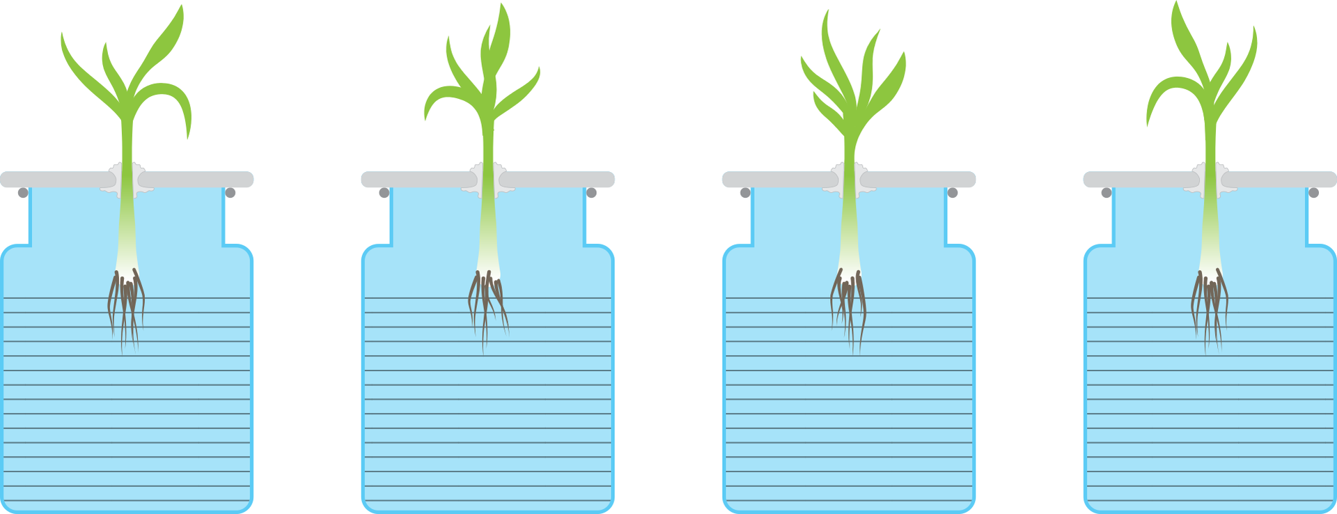 Grafika do doświadczenia. Przedstawia hydroponiczną uprawę roślin. Na grafice znajdują się cztery przezroczyste naczynia, w których zostały zanurzone kiełkujące sadzonki roślin.