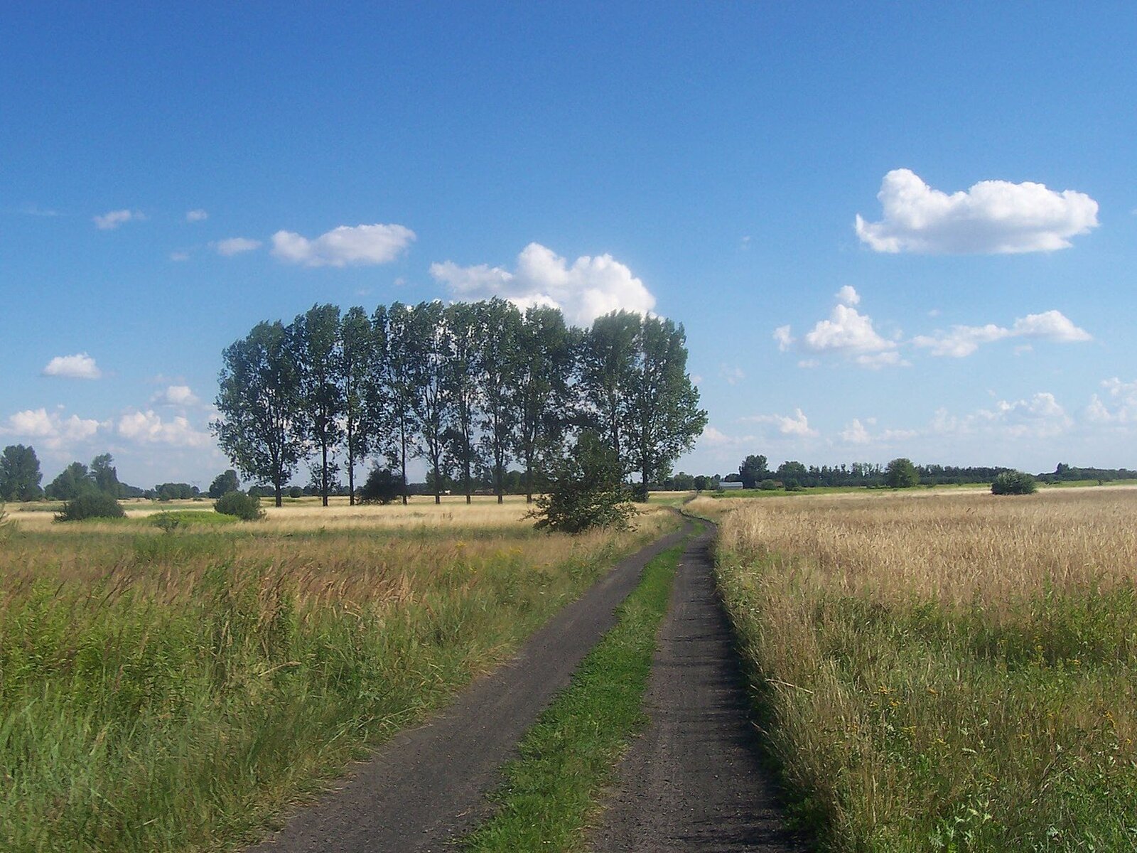 Zdjęcie przedstawia porośnięty wysoką trawą teren przez, który przechodzi polna droga. W oddali widać zalesiony obszar.