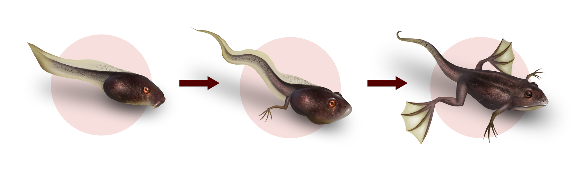 Na ilustracji przedstawiono stadia rozwoju żaby - od małej kijanki z ogonem, przez postać z ogonem i tylnymi kończynami, po stadium z ogonem i wszystkimi kończynami. Pomiędzy palcami widoczne są błony.