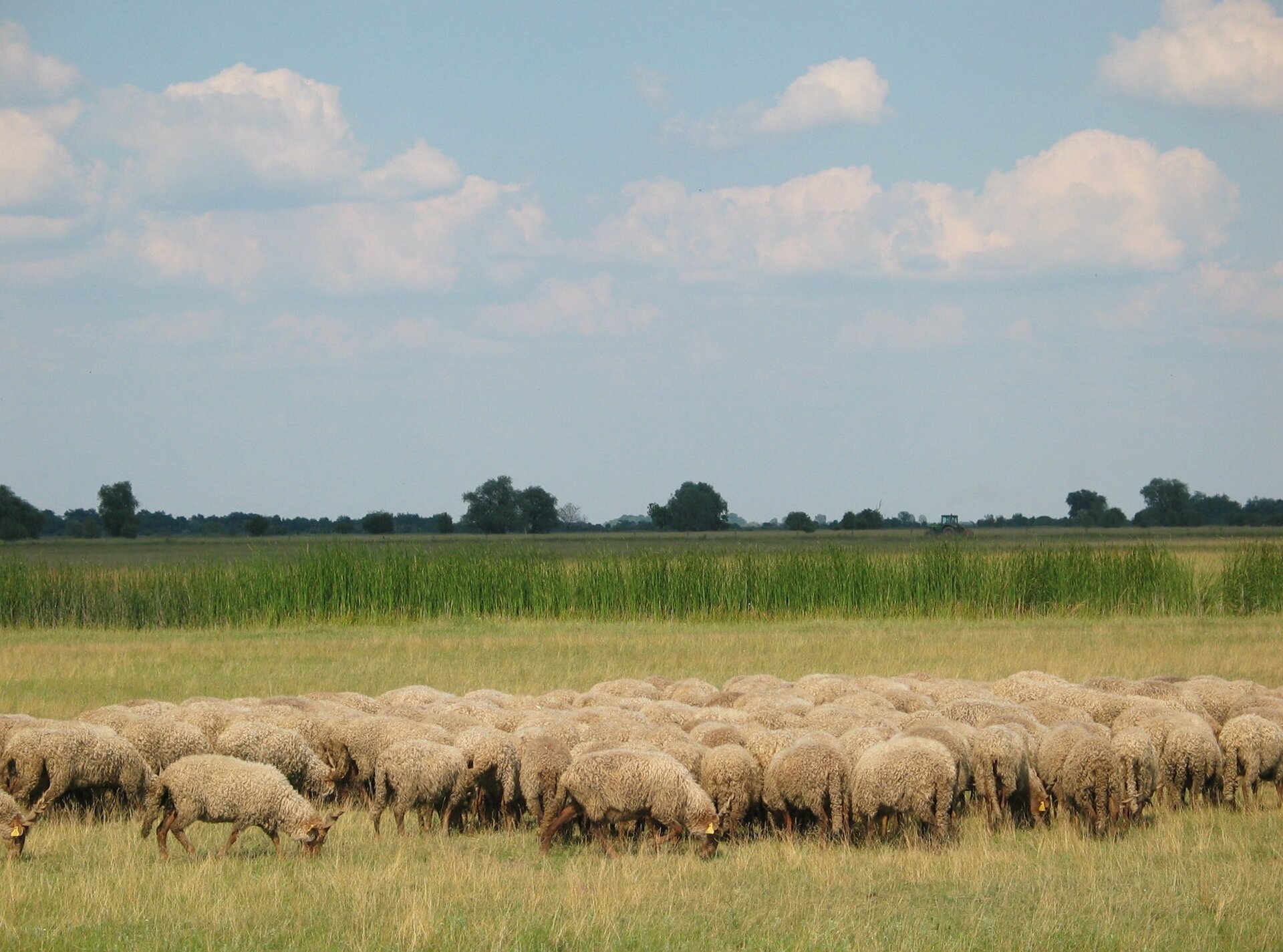 Fotografia płaskiego, dużego pastwiska. Na pierwszym planie kilkadziesiąt owiec, w tle linia drzew.