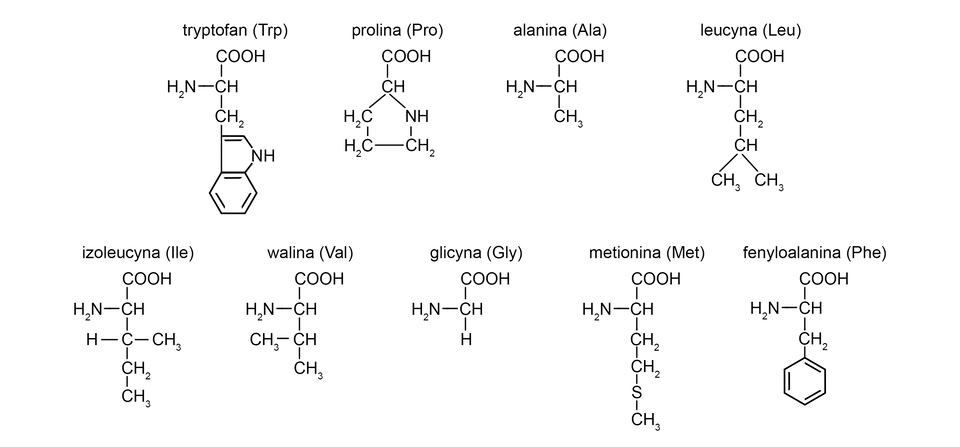 Ilustracja przedstawiająca aminokwasy niepolarne. Każdy aminokwas stanowi grupa C H, do której przyłączone są grupa aminowa N H indeks dolny, dwa, koniec indeksu dolnego, grupa karboksylowa C O O H oraz determinujący omawiany podział łańcuch boczny. Dla każdego aminokwasu podano również nazwy oraz powszechnie używane skróty. Niepolarne łańcuchy boczne posiadają: tryptofan, prolina, alanina, leucyna, izoleuczyna, walina, glicyna, metionina oraz fenyloalanina. W tryptofanie (Trp) łańcuch boczny to grupa metylenowa podstawiona fragmentem pochodzącym od indolu, to jest dwupierścieniowej, heteroaromatycznej struktury składającej się z sześcioczłonowego i pięcioczłonowego pierścienia, w skład ostatniego wchodzi atom azotu. Nieco odmienną strukturę ma prolina (Pro), która to składa się z pięcioczłonowego, nasyconego pierścienia zawierającego w swej strukturze grupę N H. Atom węgla grupy C H sąsiadujący z grupą N H podstawiony jest grupą karboksylową, zatem fragment aminowy aminokwasu wbudowany jest w pierścień. W alaninie (Ala) grupa boczna to grupa metylowa C H indeks dolny, trzy, koniec indeksu dolnego. W leucynie (Leu) łańcuch boczny buduje grupa metylenowa C H indeks dolny, dwa, koniec indeksu dolnego połączona z grupą dwa-propylową. W izoleucynie (Ile) grupa C H podstawiona grupami metylową C H indeks dolny, trzy, koniec indeksu dolnego oraz etylową C H indeks dolny, dwa, koniec indeksu dolnego, C H indeks dolny, trzy, koniec indeksu dolnego. W walinie (Val) grupa dwa-propylowa, to jest grupa zbudowana z grupy C H połączonej z dwiema grupami metylowymi. W glicynie (Gly) łańcuch boczny stanowi atom wodoru. W metioninie (Met) łańcuch boczny to dwie kolejno połączone ze sobą grupy metylenowe, z których druga łączy się z atomem siarki podstawionym grupą metylową C H indeks dolny, trzy, koniec indeksu dolnego. W fenyloalaninie (Phe) grupa metylenowa podstawiona pierścieniem fenylowym, to jest sześcioczłonowym pierścieniem aromatycznym.