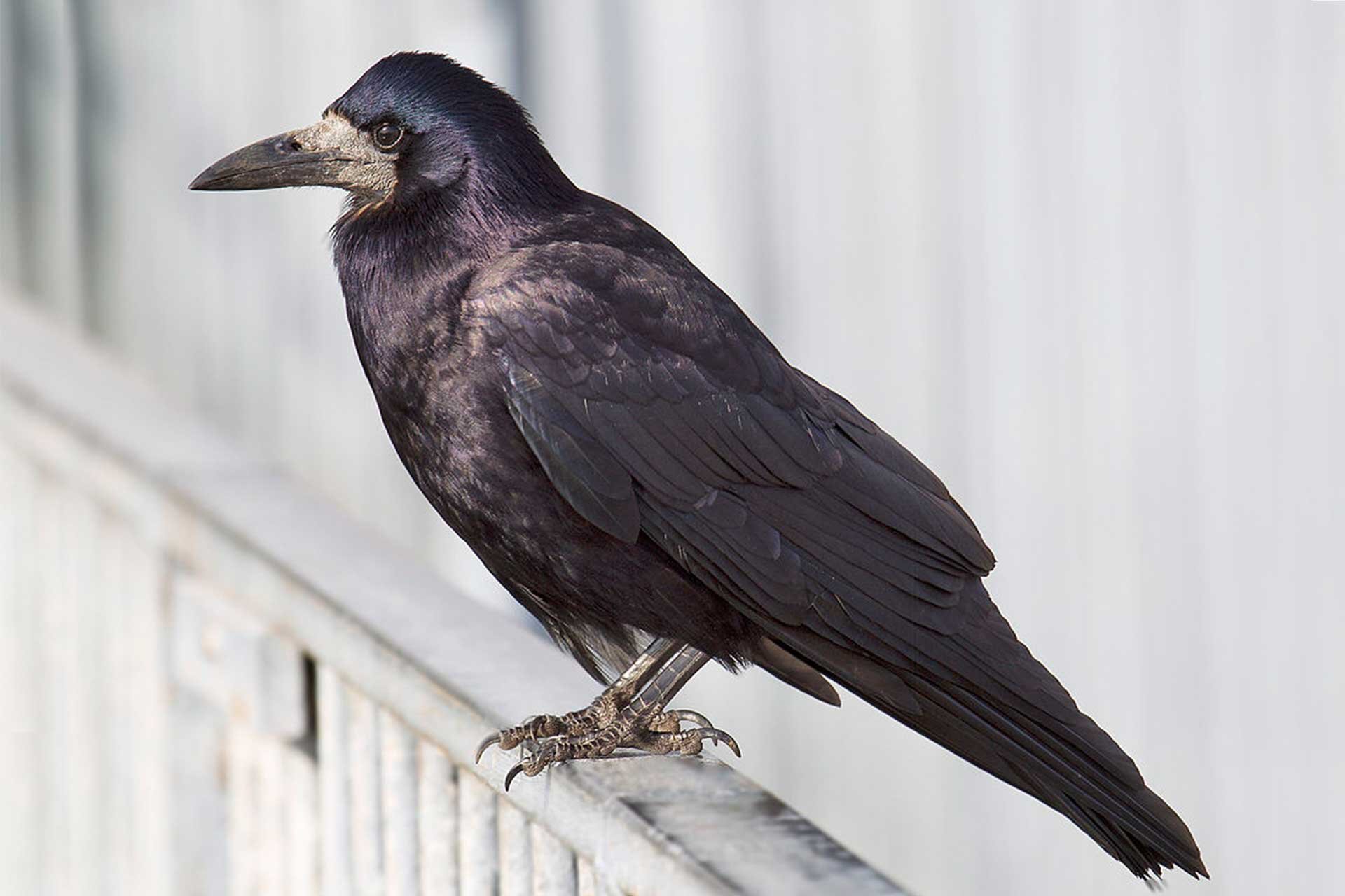 Fotografia przedstawia czarnego gawrona siedzącego na barierce. Ptak średniej wielkości. Mocny, smukły dziób. Upierzenie czarne z fioletowym z połyskiem. 