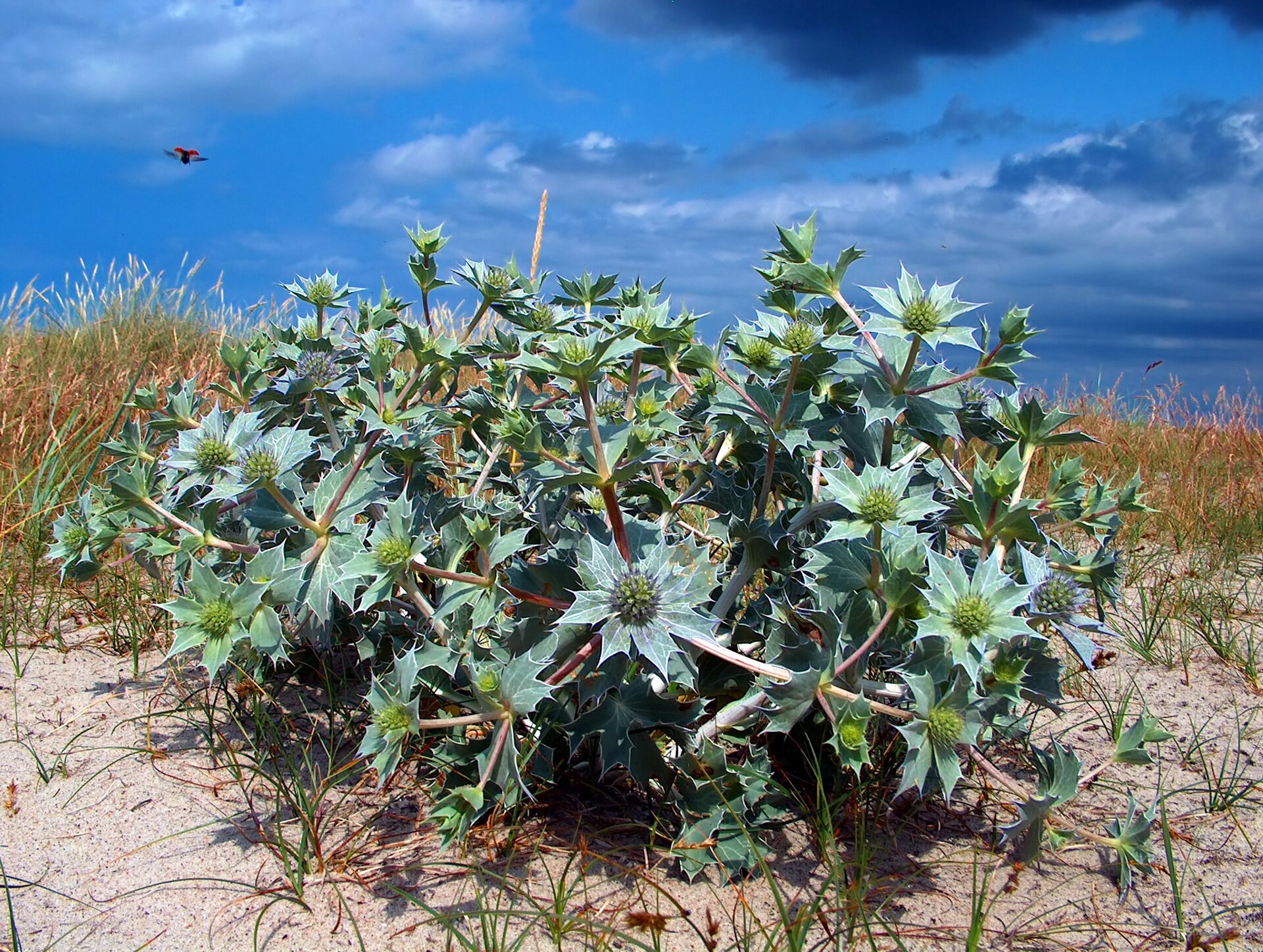 Zdjęcie ukazuje roślinę - mikołajka nadmorskiego. Rośnie na piasku. Ma główkowate kwiatostany, pod którymi znajdują się podobne do liści podsadki z kolcami. Łodygi są sztywne, rozgałęzione. 