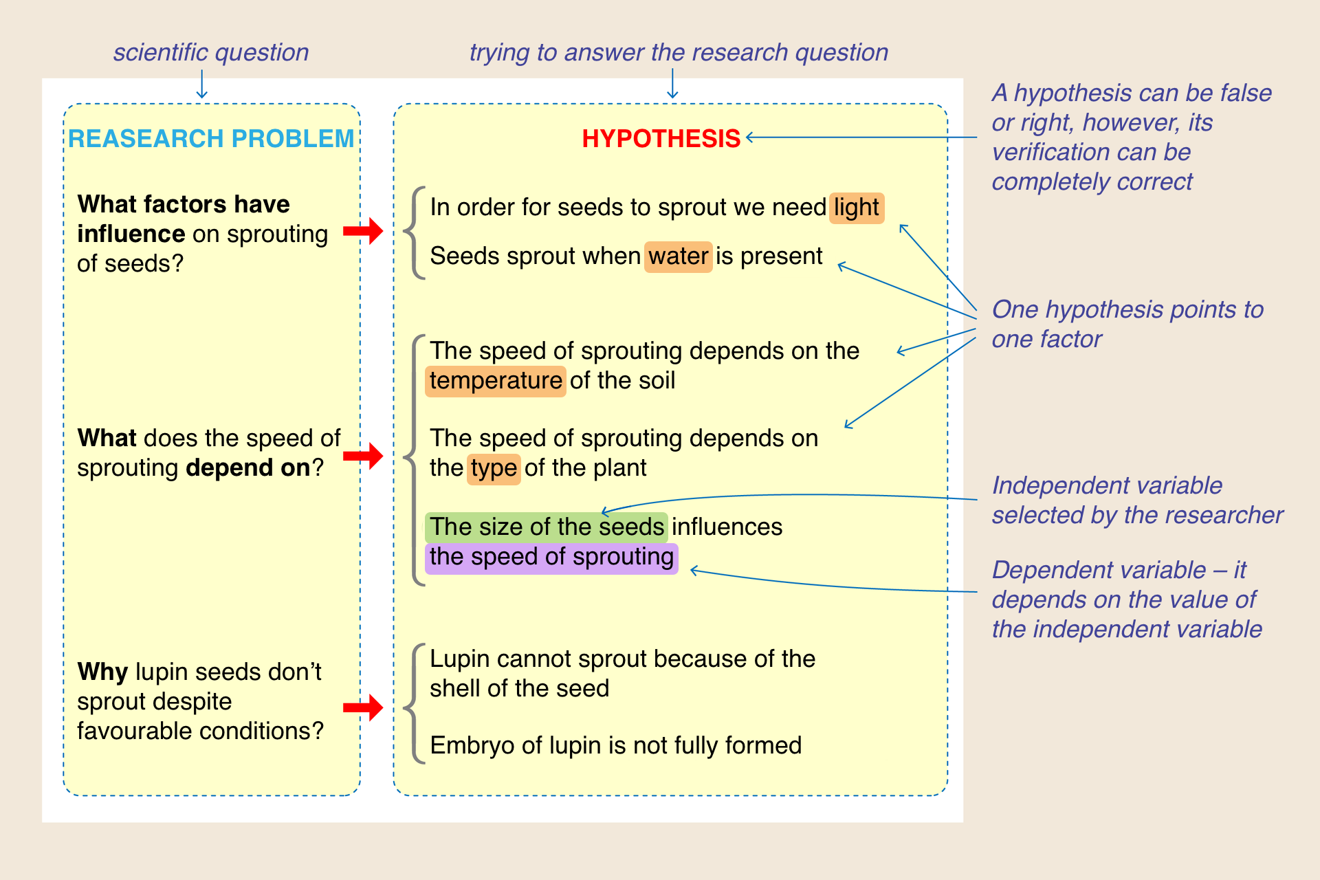 Ilustracja przedstawia przykłady problemów badawczych i dostosowanych do nich hipotez, stanowiacych próbę odpowiedzi na postawione pytanie badawcze. Problem badawczy: Jakie czynniki mają wpływ na kiełkowanie nasion? Dopasowane do problemu hipotezy: Do kiełkowania nasion potrzebne jest światło. Nasiona kiełkują w obecności wody. Problem badawczy: Od czego zależy szybkość kiełkowania nasion? Hipotezy: Szybkość kiełkowania zależy od temperatury gleby. Szybkość kiełkowania zależy od gatunku rośliny. Wielkość nasion ma wpływ na szybkość kiełkowania. Pytanie badawcze: Dlaczego nasiona łubinu nie kiełkują mimo sprzyjających warunków? Hipotezy: Kiełkowanie łubinu uniemożliwia łupina nasienna. Zarodek łubinu nie jest w pełni ukształtowany. Ilustracja zawiera także wskazówki co do prawidłowego formułowania hipotez: hipoteza może być fałszywa a mimo to jej weryfikacja może być poprawna; jedna hipoteza wskazuje jeden czynnik; zmienna niezależna jest wybrana przez badacza; zmienna zależna - jej wartość zależy od zmiennej niezależnej.