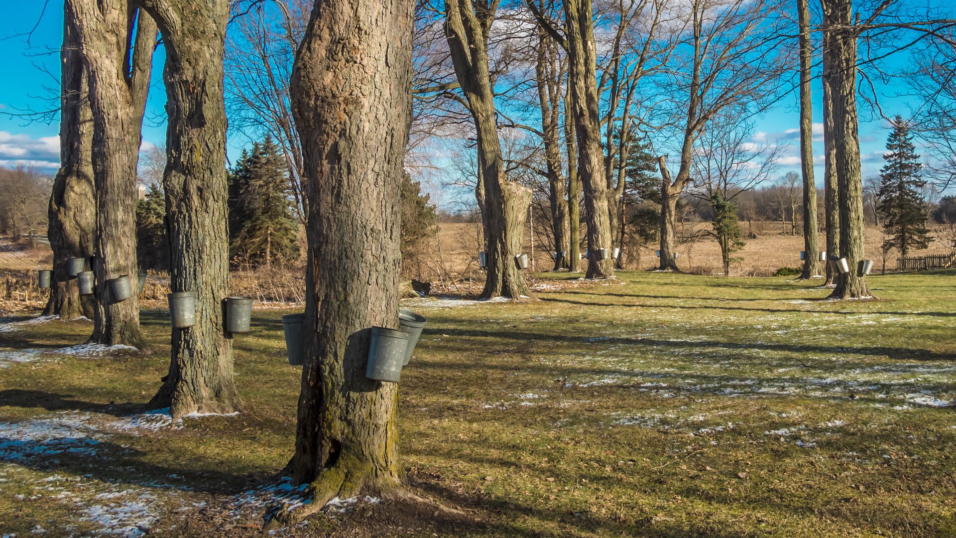 Zdjęcie wykonano wczesną wiosną, w pogodny dzień. Przedstawia las klonowy. Na trawie leży niewielka ilość śniegu. Na drzewach, które nie mają jeszcze liści przymocowane są niewielkie, czarne wiadra. W tradycyjny sposób tak zbiera się oskołę, czyli sok z drzew. W tle widoczne są nieliczne drzewa iglaste.