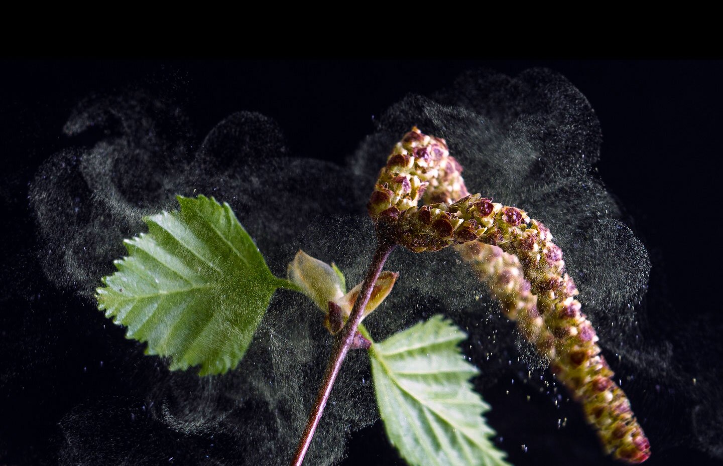 Zdjęcie przedstawia fragment gałązki brzozy. Na cienkiej brązowej łodydze dwa zielone liście. Powyżej dwa kwiatostany brzozy w kształcie długich ruloników. Długość około dziesięć centymetrów. Wokół liści i kwiatostanu unoszą się drobne żółte ziarna pyłku. Pyłek przybiera formę chmury. Tło czarne.