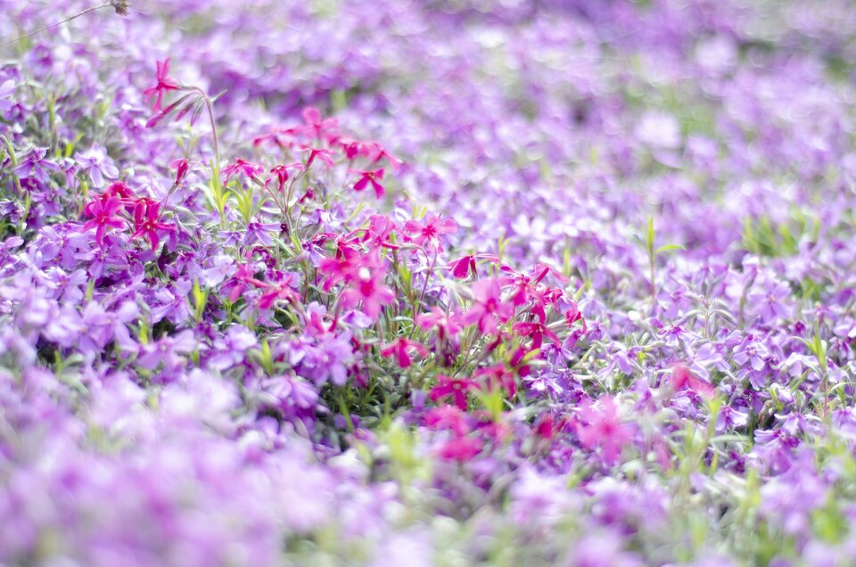 Prawidłowo naświetlona fotografia przedstawiająca kwiaty – dobrze widoczne szczegóły i kolory. 
