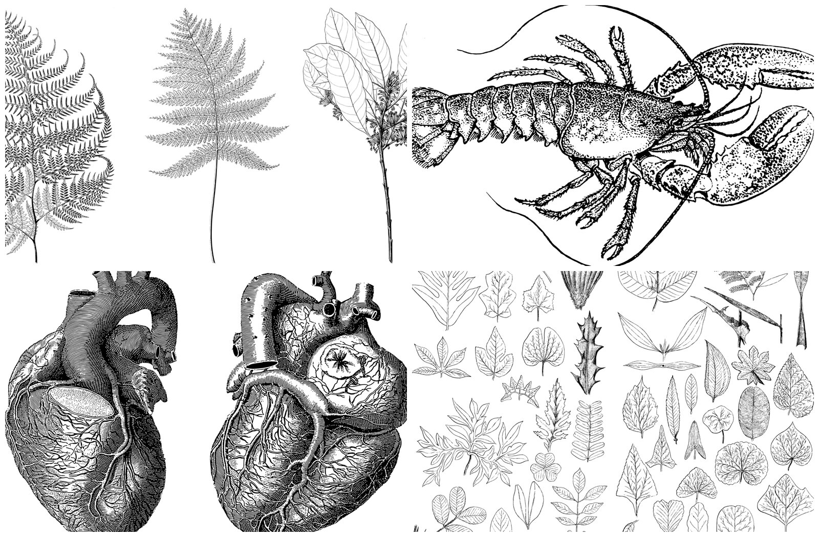 Ilustracja przedstawia cztery stare ryciny. W lewej górnej części widoczne są dwa liście paproci i gałązka innej rośliny. W prawej górnej części widoczny jest krab. W prawej dolnej części widoczne są liście różnych gatunków roślin i drzew. W lewej dolnej części widoczne jest ludzkie serce, pokazane w dwóch rzutach.