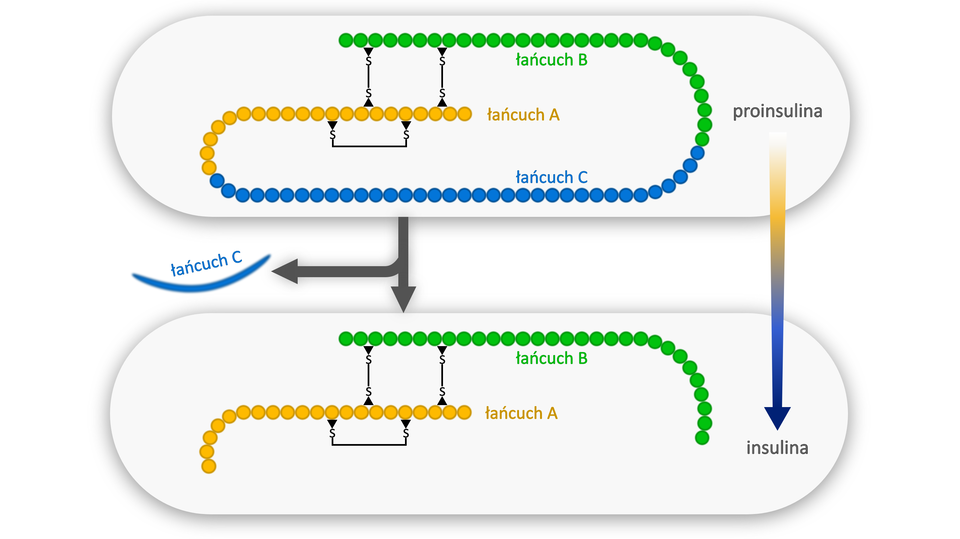 Schemat przedstawiający przemianę proinsuliny w insulinę. Proinsulina złożona jest z trzech łańcuchów, kolejno: łańcucha B (zielony), łańcucha C (niebieski) i łańcucha A (żółty). Łańcuch B i łańcuch A są ze sobą połączone mostkami disiarczkowymi. Z proinsuliny zostaje wycięty łańcuch C, wskutek czego powstaje insulina, złożona z dwóch łańcuchów: B i A połączonych ze sobą mostkami disiarczkowymi. 