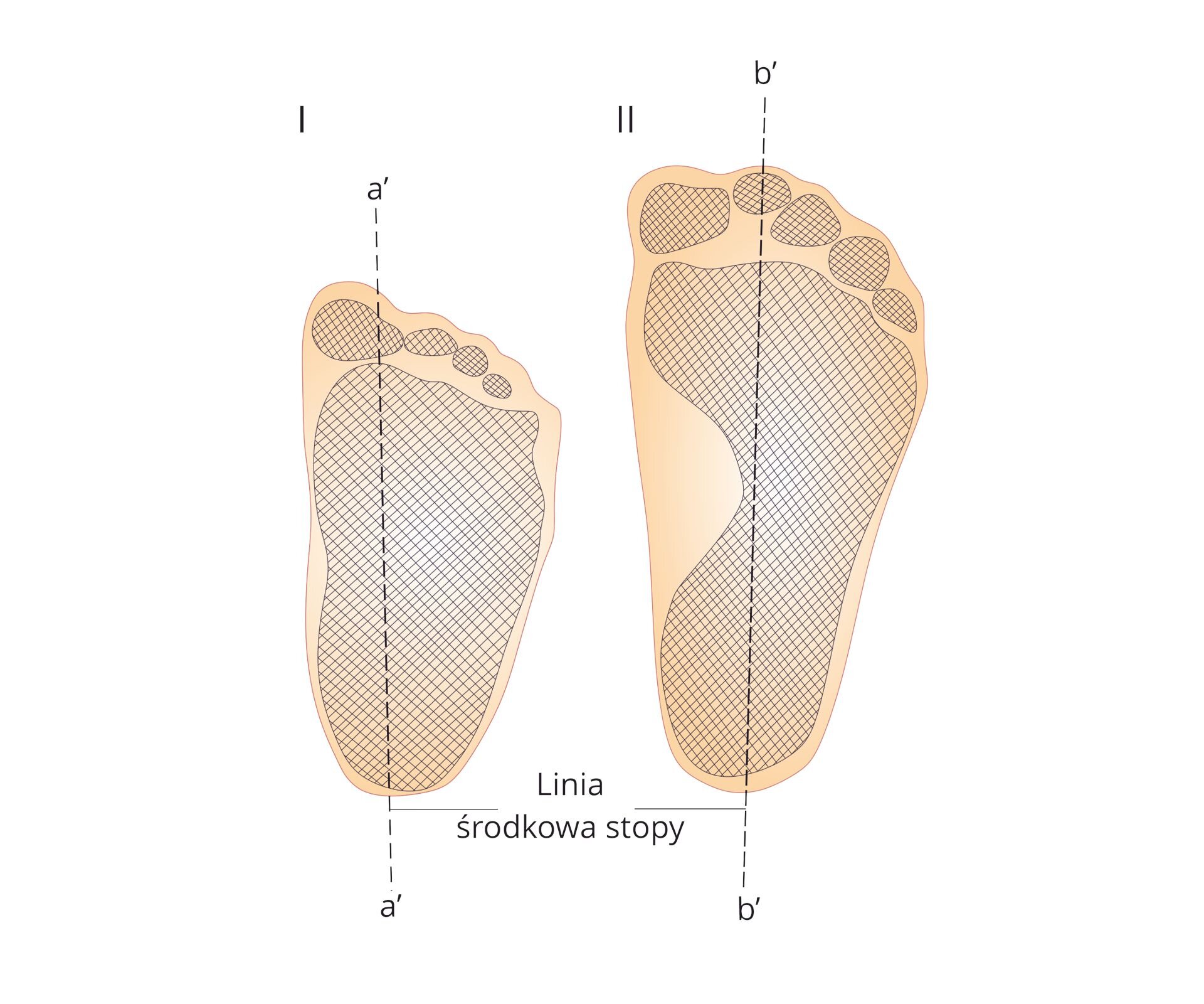 Grafika przedstawia odbicie śladów stopy dziecka rocznego i trzyletniego. Na grafikach zaznaczona jest linia środkowa stopy.