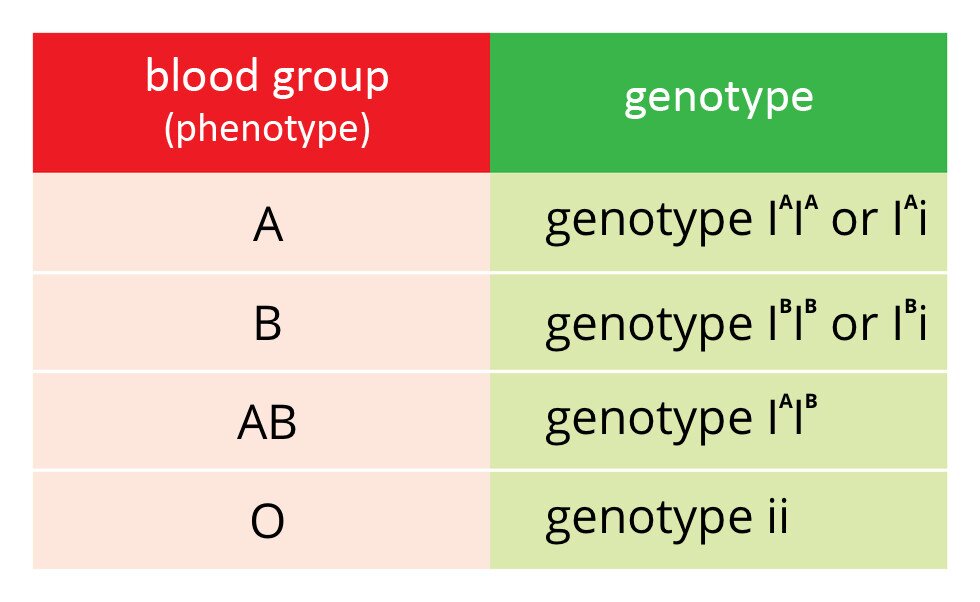  Ilustracja przestawia schematycznie dziedziczenie grupy krwi u człowieka. Z lewej kolumna czerwona, tytuł grupa krwi (fenotyp). Z prawej kolumna zielona,  tytuł genotyp. Pierwszy wiersz grupa A, genotypy IA, IA lub IA, i0. Drugi wiersz grupa B, genotypy IB, IB lub IB, i0. Trzeci wiersz grupa AB, genotyp IA, IB. Ostatni wiersz grupa 0, genotyp recesywny i0,i0. 