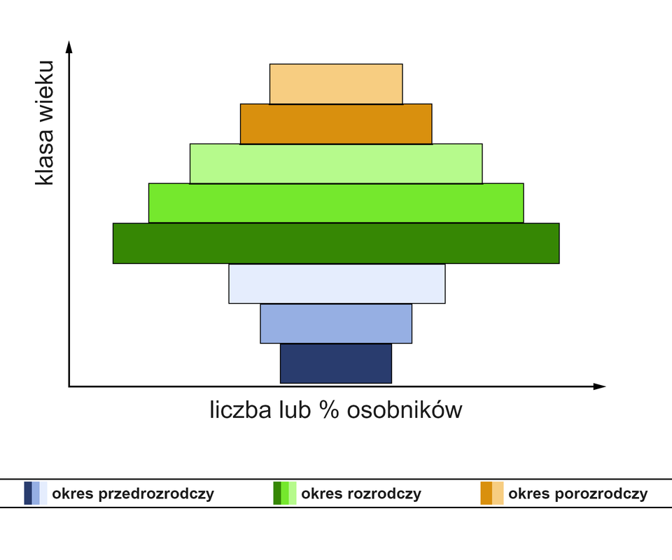 Ilustracja zawiera wykres w kształcie urny obrazujący strukturę wiekową populacji wymierającej. Na osi poziomej znajduje się liczba lub procent osobników populacji, a na osi pionowej klasa wieku. Z wykresu wynika, iż w populacji wymierającej większość osobników jest w okresie rozrodczym, najmniej jest natomiast osobników w wieku przedrozrodczym, a osobników w wieku porozrodczym jest niewiele więcej niż w wieku przedrodczym..