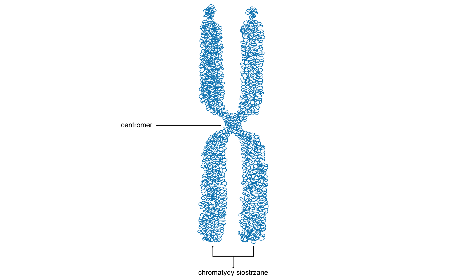 Grafika przedstawia budowę chromosomu. Jest on zbudowany z dwóch lustrzanie ułożonych chromatyd siostrzanych w kształcie litery U połączonych centromerem. Chromatydy swoją budową przypominają gęstą sieć.