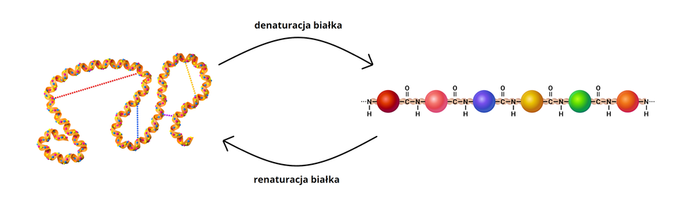 Z lewej strony ilustracji ukazano spiralną, cienką, pomarańczową strukturę przypominającą kabel telefoniczny. Pokryta jest ona połączonymi ze sobą żółtymi, niebieskimi i różowymi koralikami. Za pomocą linii zbudowanych z kolorowych kółek zaznaczono oddziaływania stabilizujące strukturę: na czerwono wiązanie jonowe, na niebiesko wiązanie hydrofobowe, na fioletowo mostek disiarczkowy i na żółto wiązanie wodorowe. Z prawej strony grafiki znajdują się dwie zaokrąglone strzałki: jedna w prawo z napisem: „denaturacja białka", druga w lewo z napisem: „renaturacja białka". Za strzałkami znajduje się grafika przedstawiająca fragment łańcucha cząsteczki białka, zbudowanego z powtarzającego się fragmentu wiązanie pojedyncze N H wiązanie pojedyncze C H nawias, R, zamknięcie nawiasu wiązanie pojedyncze C O wiązanie pojedyncze, gdzie kolejne reszty aminokwasów przedstawiono w postaci kolorowych koralików. Kolejno od lewej mają one barwy: czerwoną, różową, niebieską, żółtą, zieloną i pomarańczową.