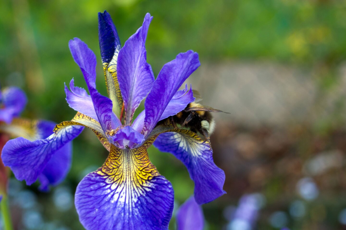 Fotografia przedstawia zbliżenie kwiatu irysa. Ma sześć niebiesko żółtych płatków. Na każdym płatku znajduje się ciemny wzór z linii i kropek. Jego zadaniem jest zwabienie owadów. Po prawej na płatku siedzi częściowo widoczna pszczoła.