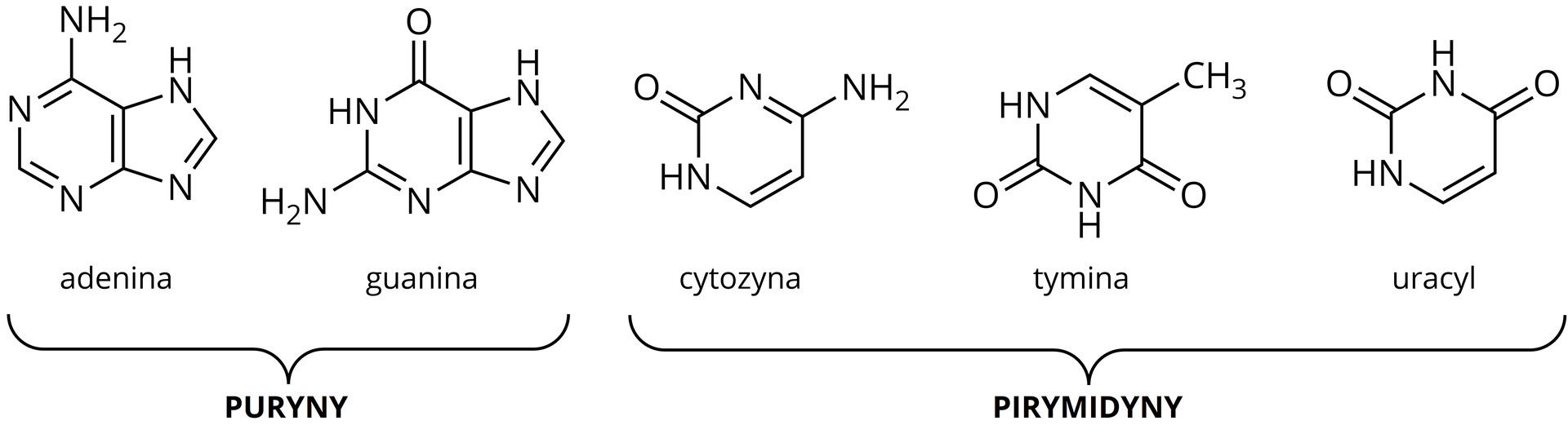 Na ilustracji znajdują się wzory strukturalne puryn i pirymidyn. Do puryn zalicza się adeninę i guaninę. Do pirymidyn cytozynę, tyminę i uracyl. Związki te mają budowę pierścieniową. Cząsteczki są zbudowane z atomów węgla, wodoru, tlenu i azotu. Adenina zawiera między innymi grupę N H indeks dolny dwa i NH. Guanina między innymi grupę N H indeks dolny dwa i dwie grupy NH. Cytozyna między innymi grupę N H indeks dolny dwa i NH. Tymina między innymi dwie grupy NH i grupę metylową. Uracyl między innymi dwie grupy NH.