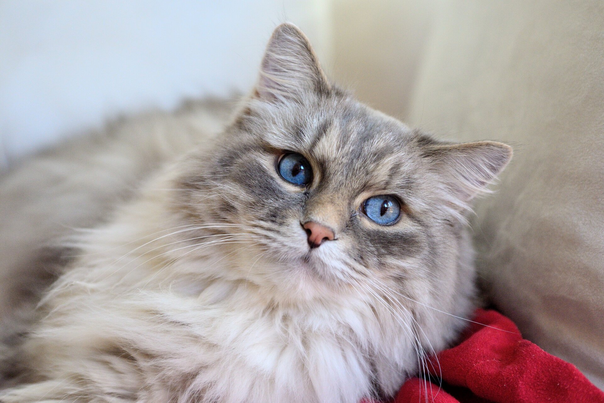 Fotografia prezentuje kota długowłosego z niebieskimi oczami leżącego na poduszce.