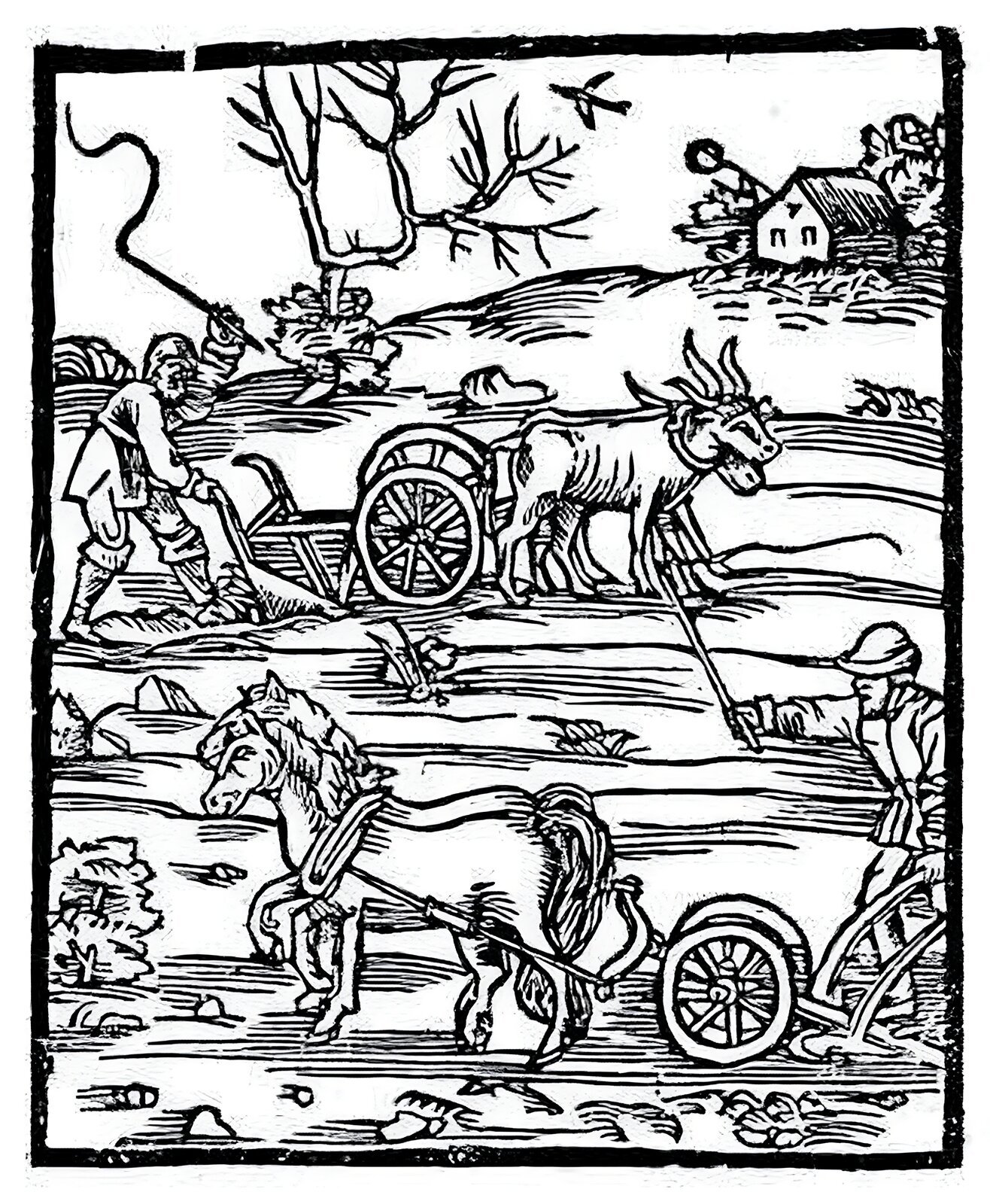 Ilustracja przedstawia orkę ziemi. Na polu pracują dwa zaprzęgi ciągnące pługi. Do jednego z nich zaprzęgnięta jest para wołów, do drugiego para koni. Zwierzęta poganiane są przez mężczyzn batami. W tle chata wiejska. 