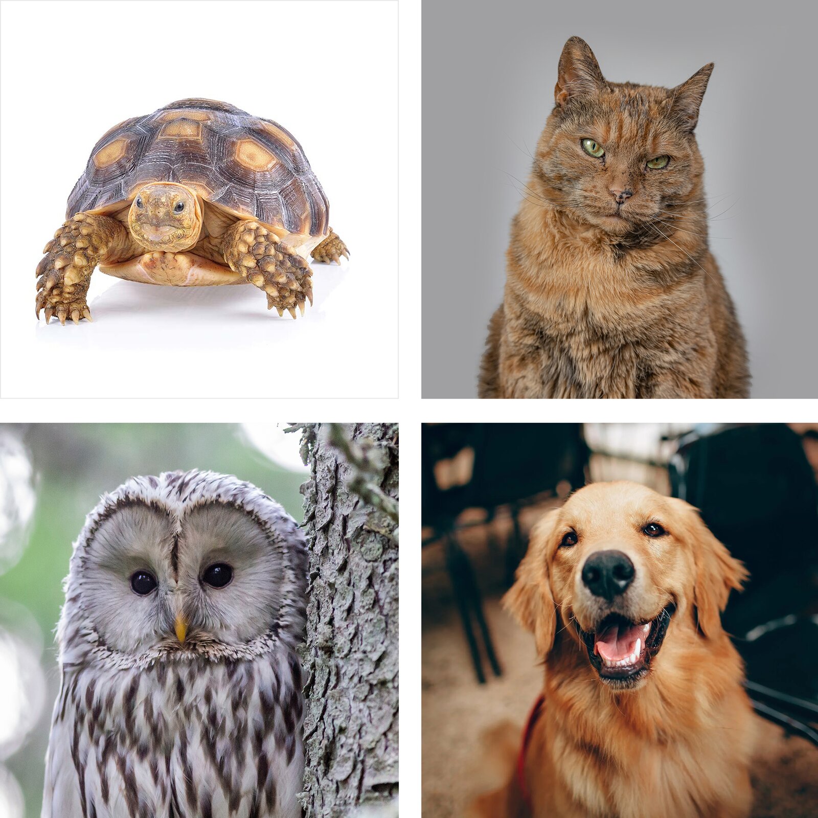 Ilustracja składa się z czterech zdjęć zwierząt. Na pierwszym od góry widoczny żółw lamparci z charakterystycznie wybarwionym pancerzem przypominającym cętki. Obok na zdjęciu widoczny jest kot o rudej sierści. Na dole od lewej widoczna sowa o białoczarnym upierzeniu. A na ostatnim zdjęciu jest pies rasy golden retriver o złotym odcieniu sierści. 