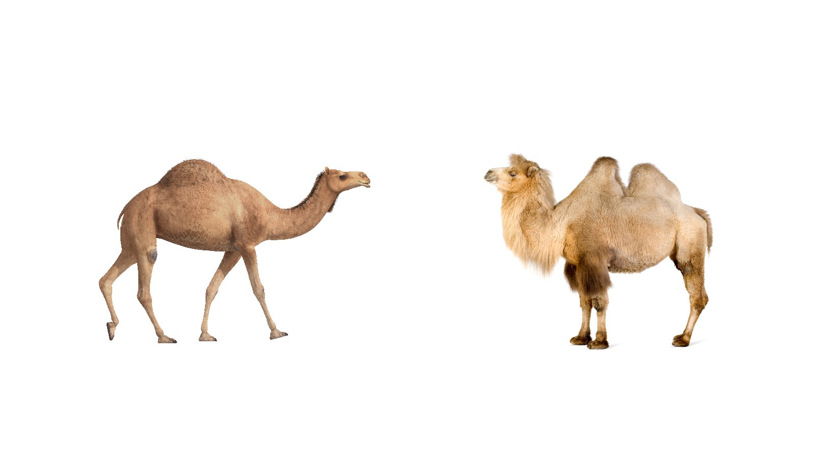 Ilustracja przedstawia dwa wielbłądy, stojące na przeciwko siebie. Wielbłąd z lewej strony obrazka ma jeden garb, a drugi, stojący z prawej strony, ma dwa garby. 