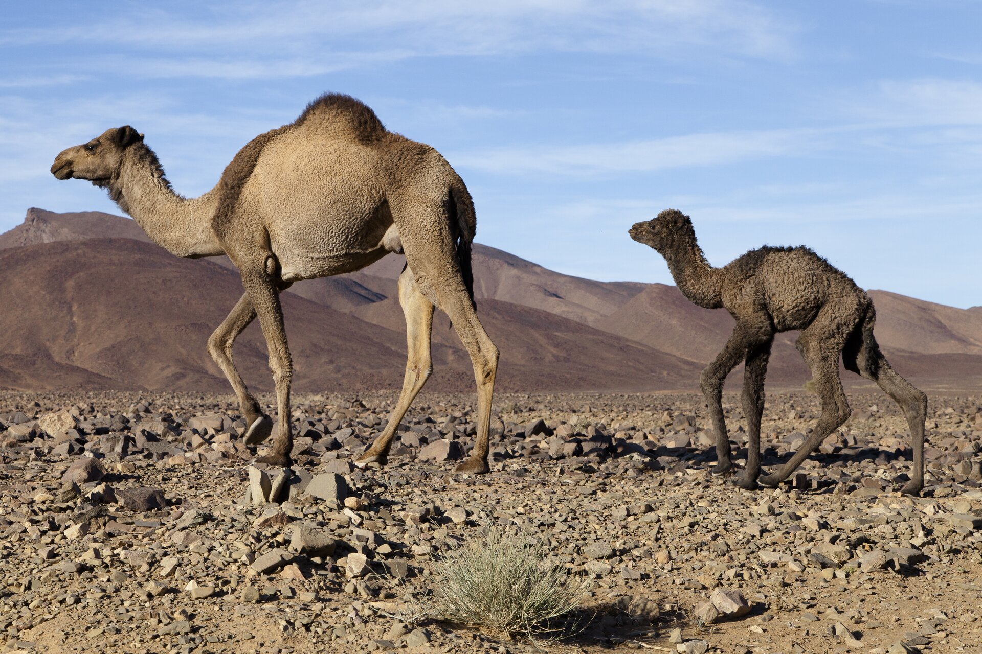 Fotografia prezentuje samice wielbłąda jednogarbnego i jej małe idące po kamienistej pustyni. W tle widoczne góry.