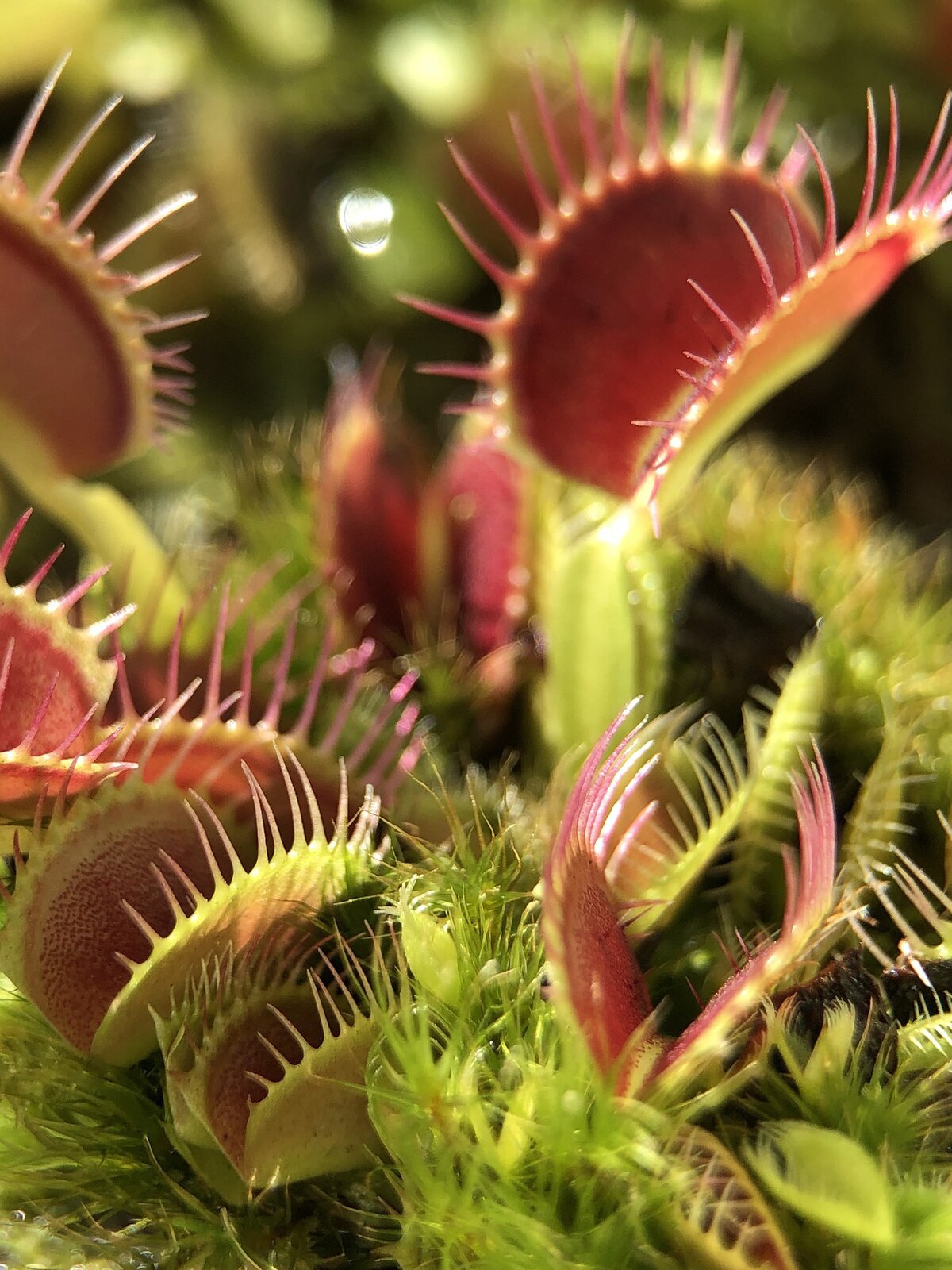 Fotografia przedstawia muchołówkę. Roślina ma postać rozchylonych kartek książki. Na jej brzegach znajdują się długie włoski. 