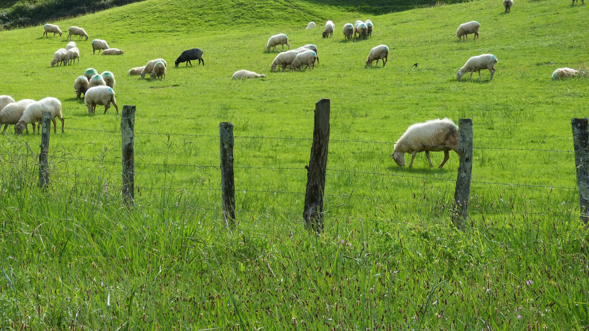 Zdjęcie przedstawia pasące się za ogrodzeniem na pastwisku owce. Teren wypasu jest pagórkowaty. 