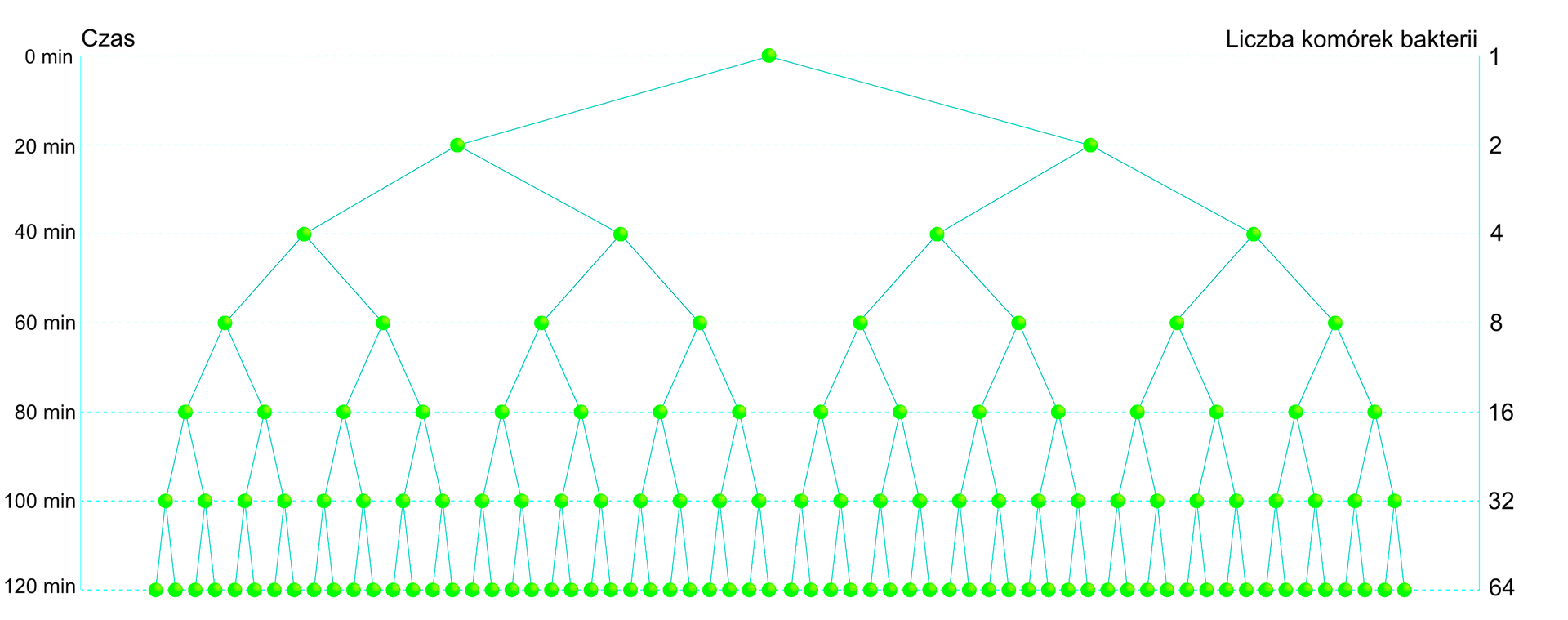 Schemat przedstawia schemat złożony z wielu zielonych linii, połączonych niewielkimi kropkami, tempo przyrostu liczby osobników bakterii. Lewa strona jest opisana jako czas, od zera do stu dwudziestu minut. Prawa strona jest podpisana: liczba komórek bakterii, od 1 do 64. Na schemacie zielone punkty oznaczają bakterie, a niebieskie kreski symbolizują ich podział na dwie komórki potomne. Schemat odczytujemy od góry w dół. W ciągu 0 minut następuje przyrost o jedną bakterię, w ciągu 20 minut o 2 bakterie, w ciągu 40 minut o cztery bakterie, w ciągu 60 minut o 8 bakterii, w ciągu 80 minut o szesnaście bakterii, w ciągu 100 minut o trzydzieści dwie bakterie, w ciągu 120 minut o sześćdziesiąt cztery bakterie.