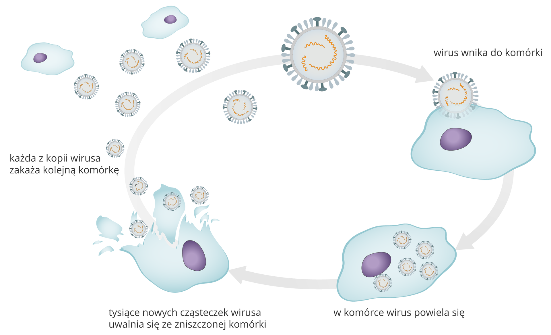 Ilustracja przedstawia wnikanie wirusa do komórki i namnażanie się w niej. Proces składa się z kilku faz. Na górze schematu widać kulisty wirus z wypustkami na powierzchni. W fazie pierwszej wirus wnika to komórki. Komórka to twór o pofalowanych brzegach z jądrem w środku. Druga faza to namnażanie się (powielanie) tego samego wirusa we wnętrzu komórki w tysiącach kopii. Na rysunku komórka jest wypełniona drobnymi wirusami w kolorze niebieskim. Trzecia faza to rozpad komórki. Na rysunku zewnętrzna otoczka jest przerwana, a drobne wirusy wydostają się na zewnątrz rozerwanej komórki. Poniżej informacja: tysiące nowych cząsteczek wirusa uwalnia się ze zniszczonej komórki. Czwarta faza: małe okrągłe wirusy znajdują się w pobliżu kolejnych komórek. Poniżej informacja: każda z kopii wirusa zakaża kolejną komórkę. Poszczególne fazy łączy szara strzałka. Groty strzałek wskazują kolejne ilustracje zgodnie z ruchem wskazówek zegara. Schemat ma kształt elipsy.