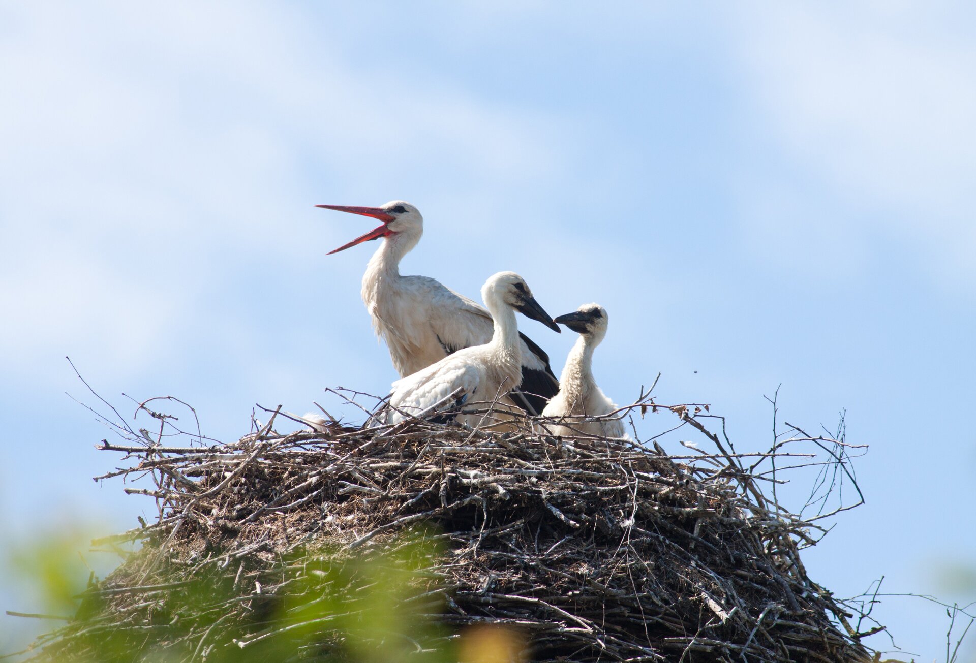 Kolorowa fotografia przedstawia rodzinę bocianów w gnieździe na tle pogodnego nieba. Gniazdo jest duże i składa się z patyków różnej długości i grubości. W środku siedzą 2 młode bociany z ciemnymi dziobami, za nimi stoi dorosły bocian, z otwartym czerwonym dziobem, zwrócony w lewą stronę.