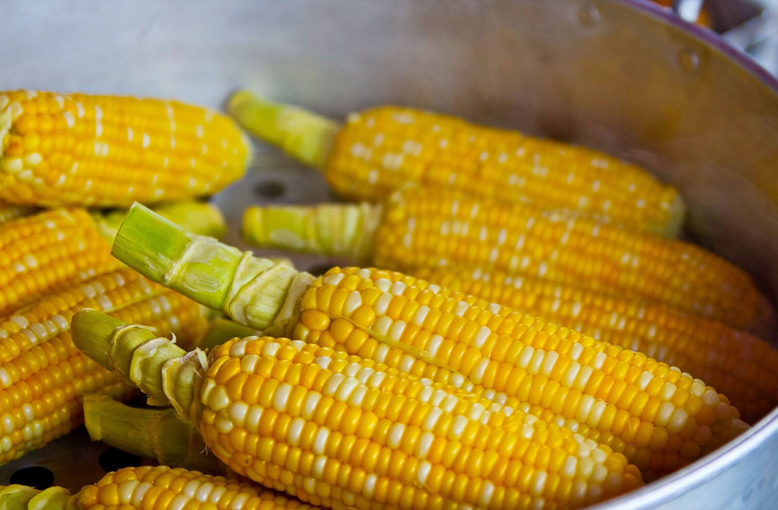 Zdjęcie przedstawia kolby kukurydzy, leżące jedna na drugiej w dużym naczyniu. 